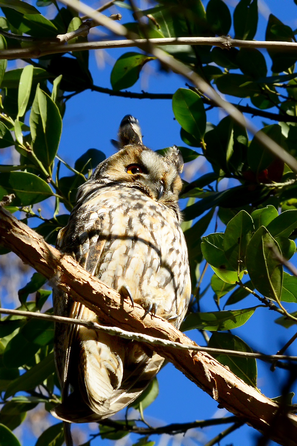 Oasi Palude di Casalbeltrame - Gennaio 2017