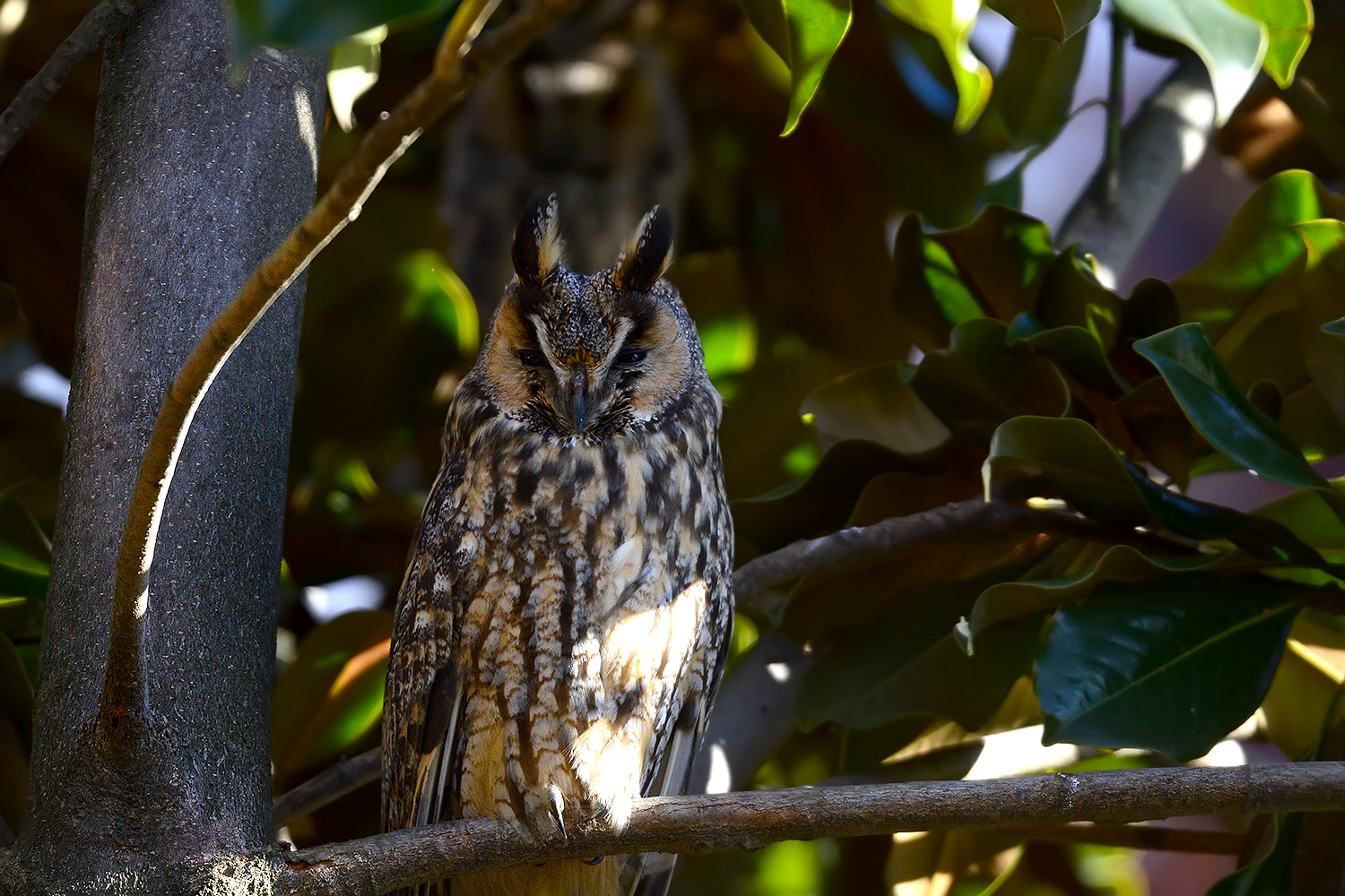 Oasi Palude di Casalbeltrame - Gennaio 2017