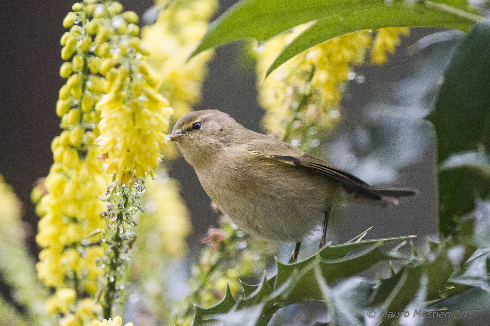 Chiffchaff