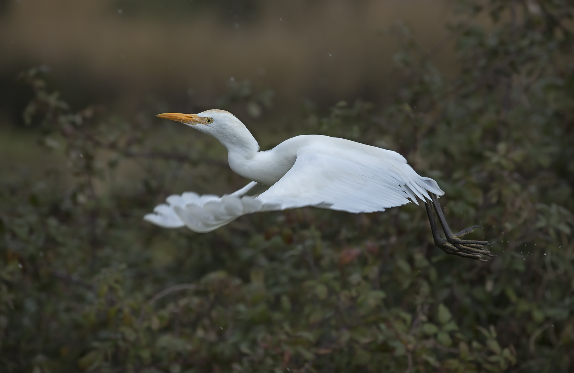 partito.....under the rain