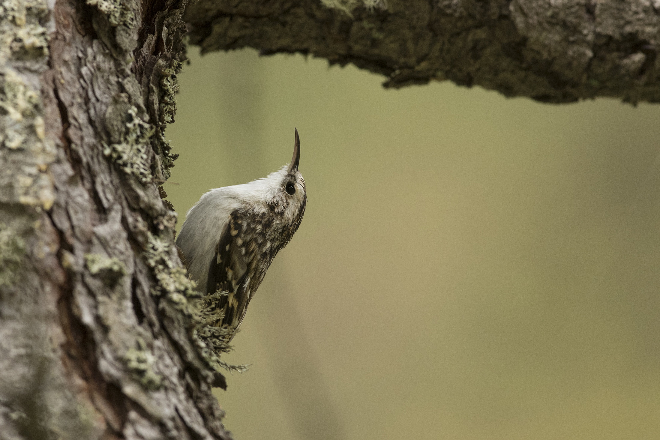 Treecreeper ..