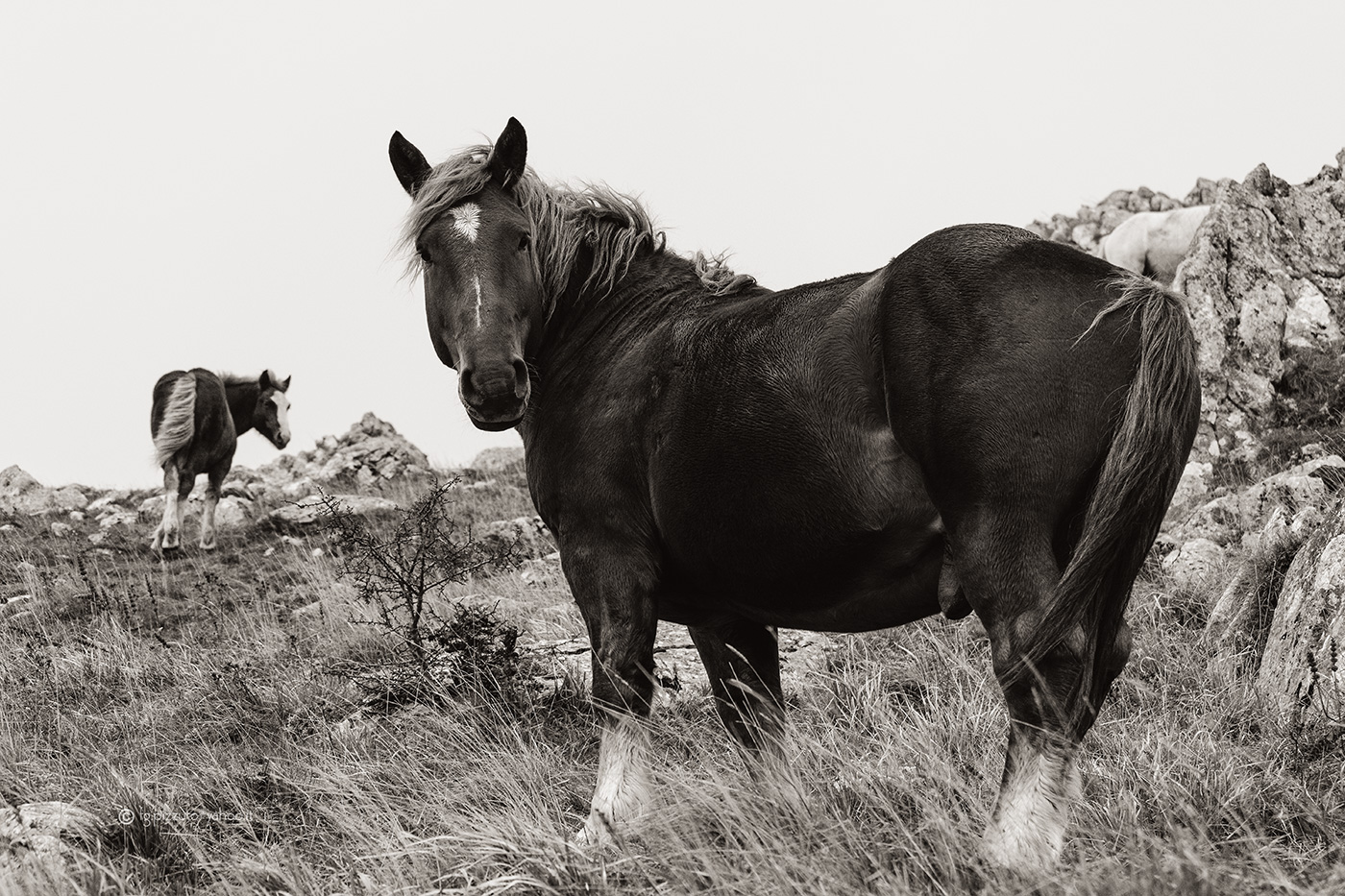 Horses in the mountains