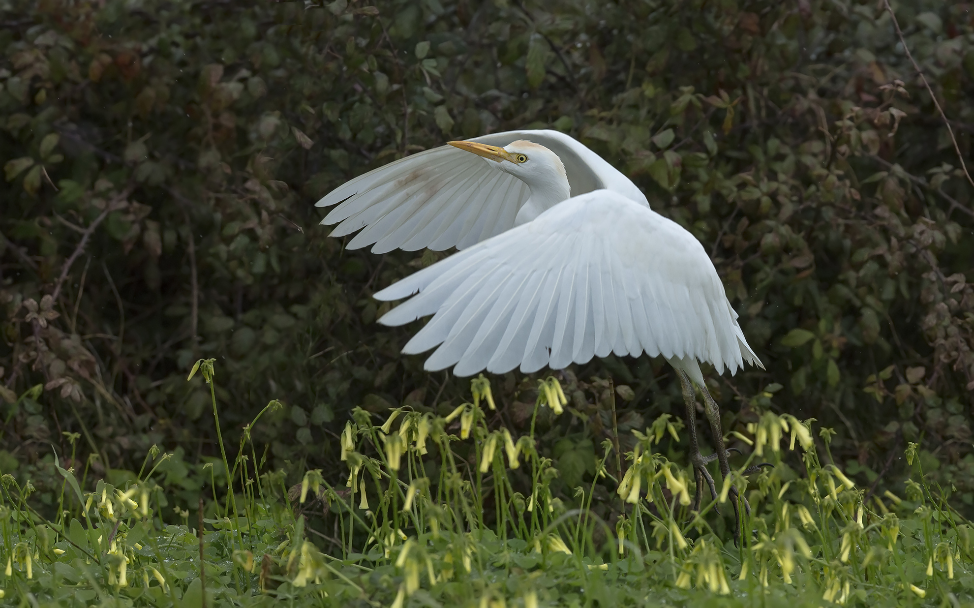 stacco....under the rain