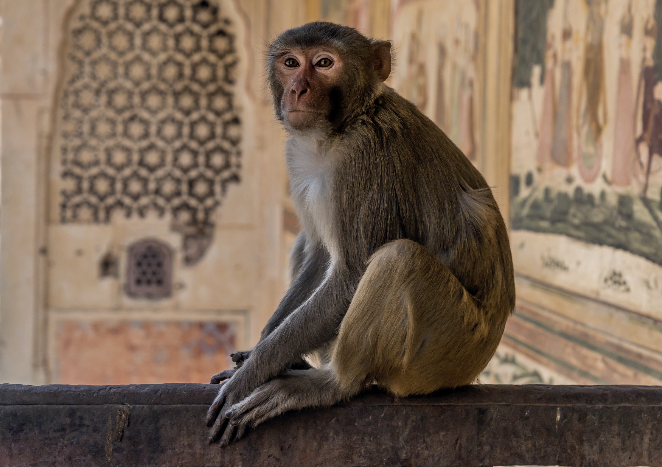 Rajasthan 2017 - Nel tempio delle Scimmie
