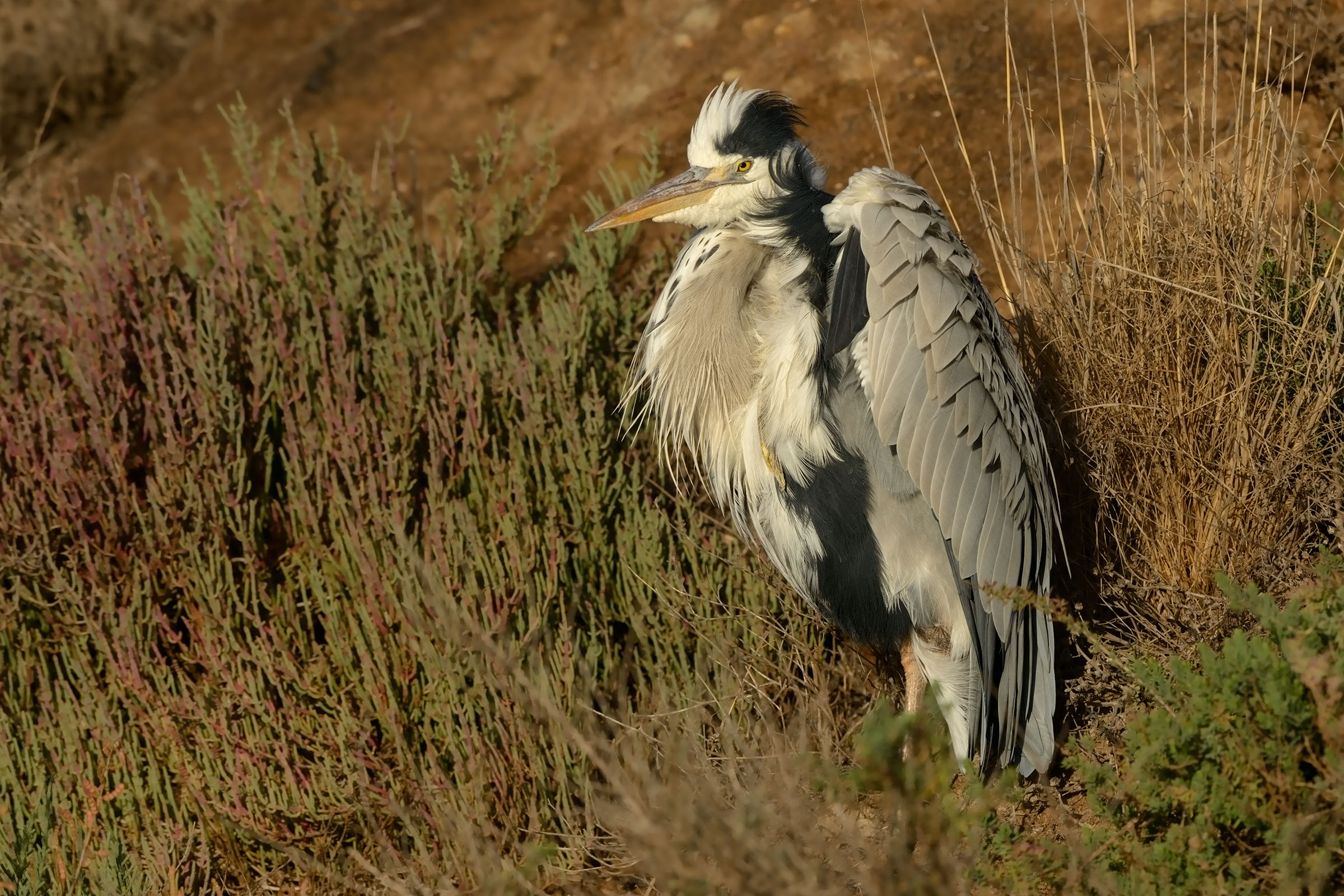 la 'sgrullata' del cenerino