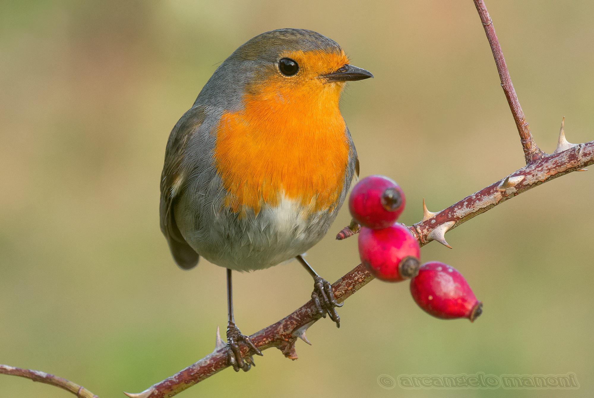 Il piacere di sentirsi''Robin''