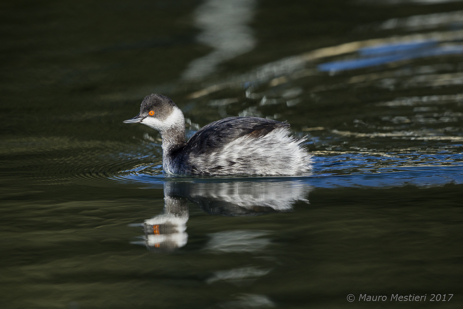 black-necked grebe 2