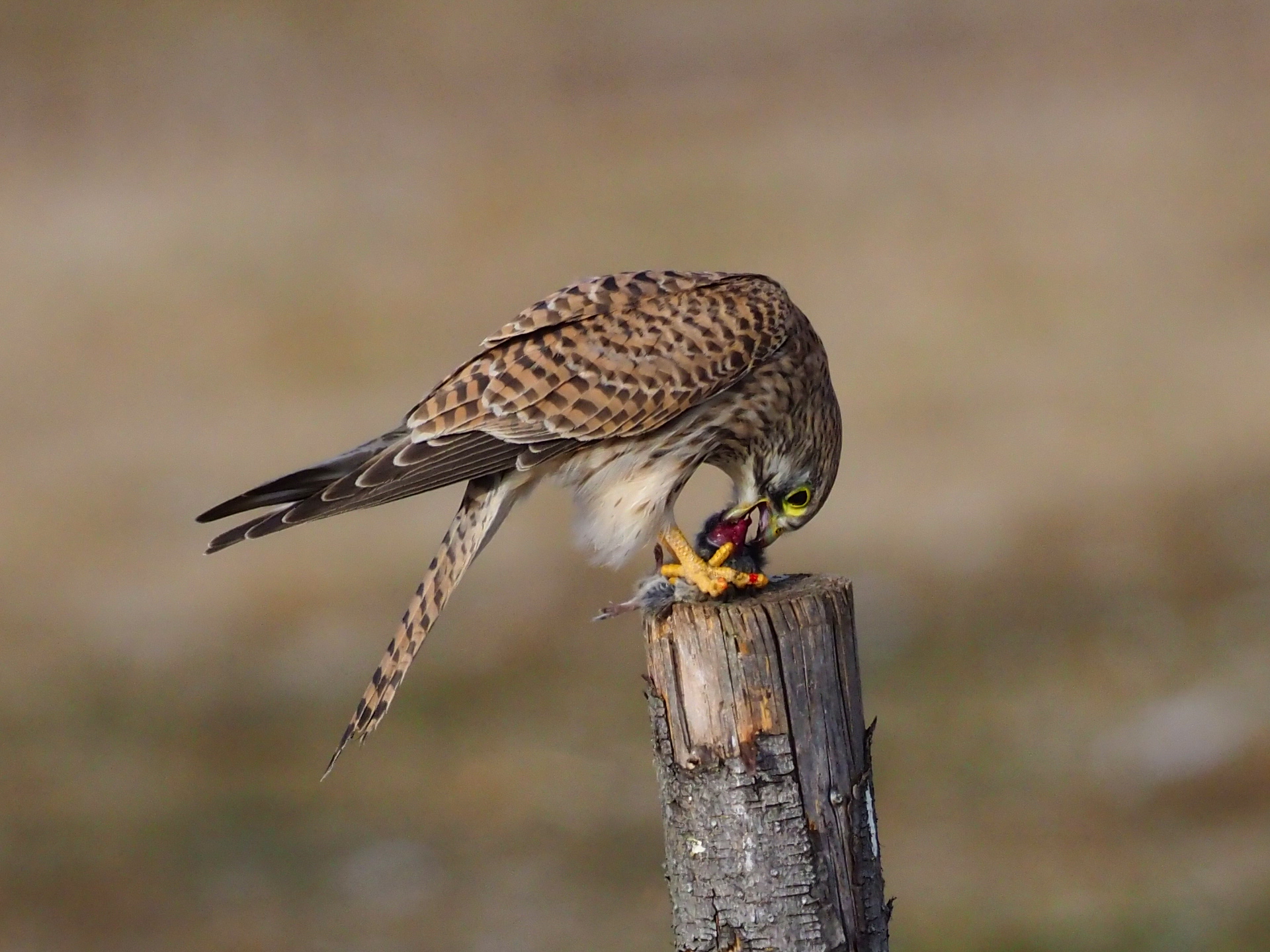 Il banchetto del Gheppio