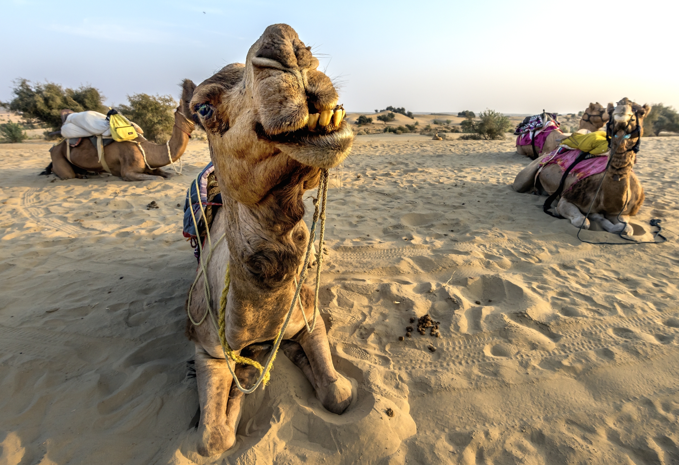 Rajasthan 2017 - Denti nel deserto