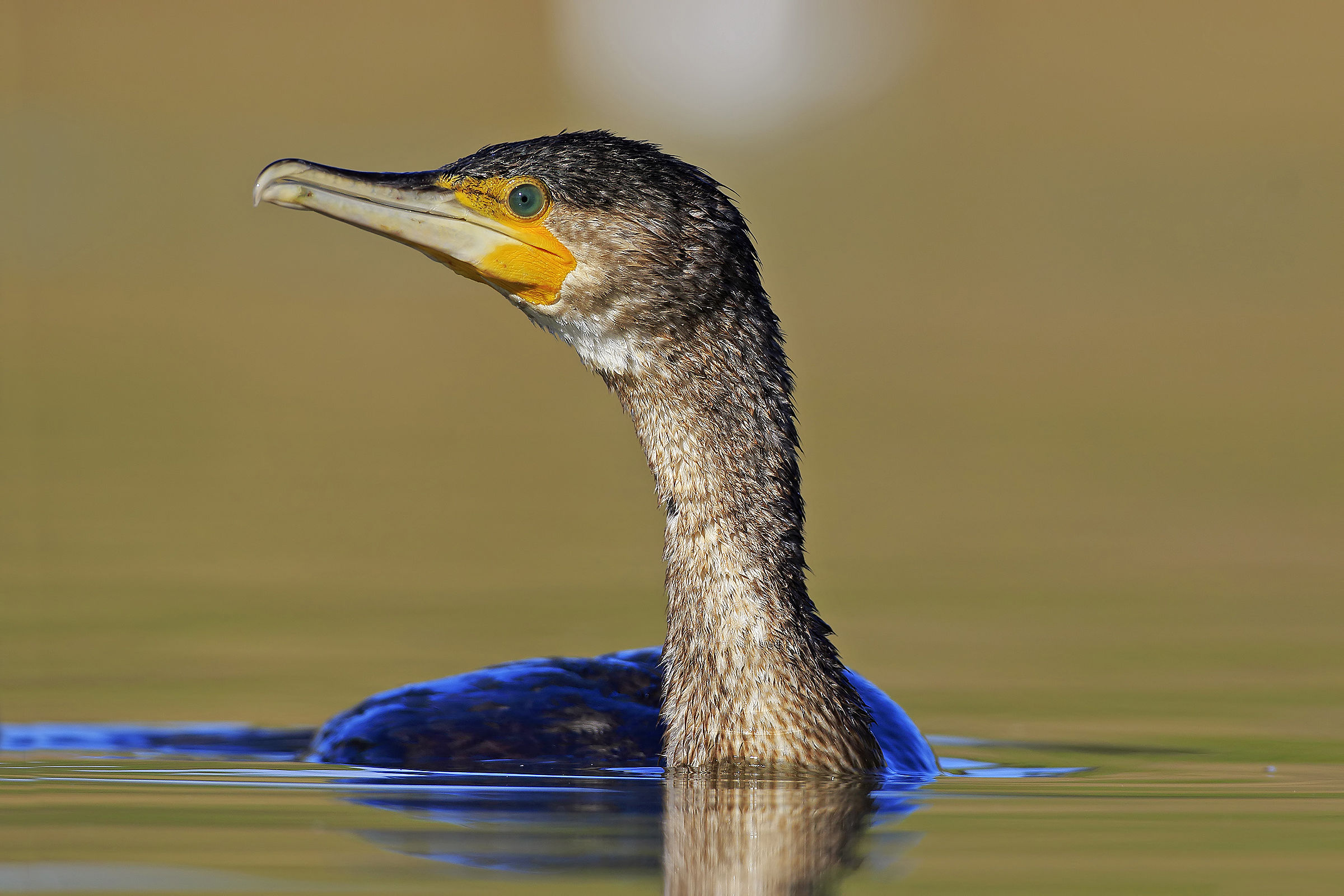 Cormorano