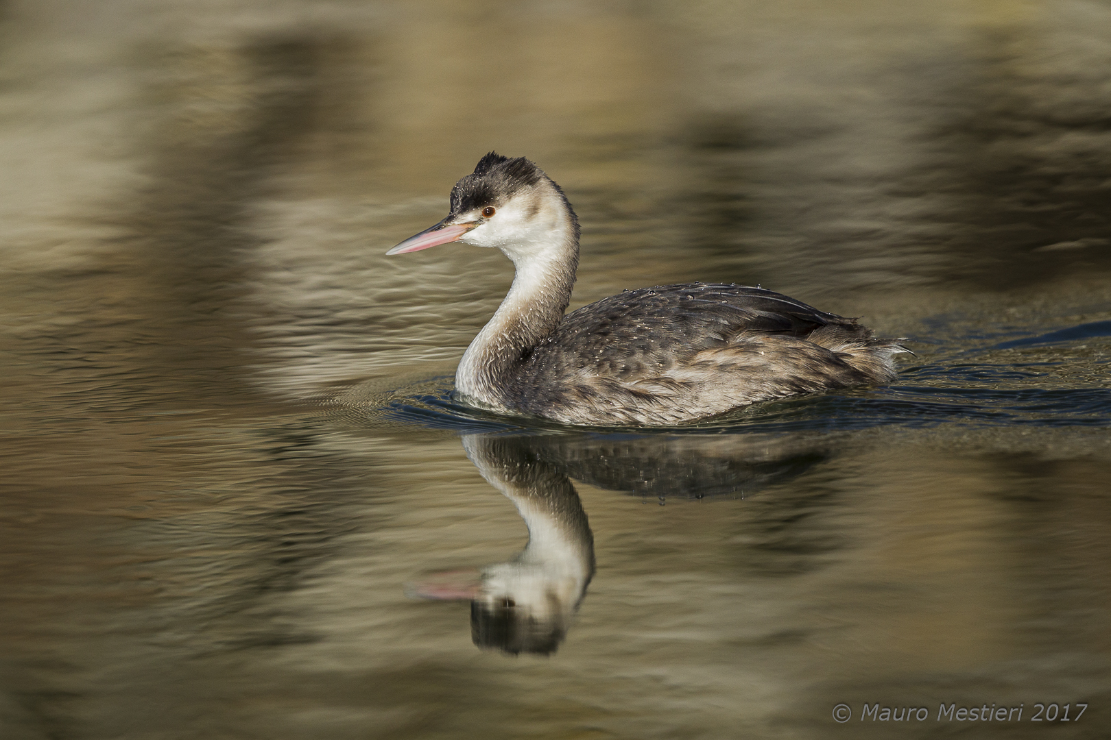 great crested grebe