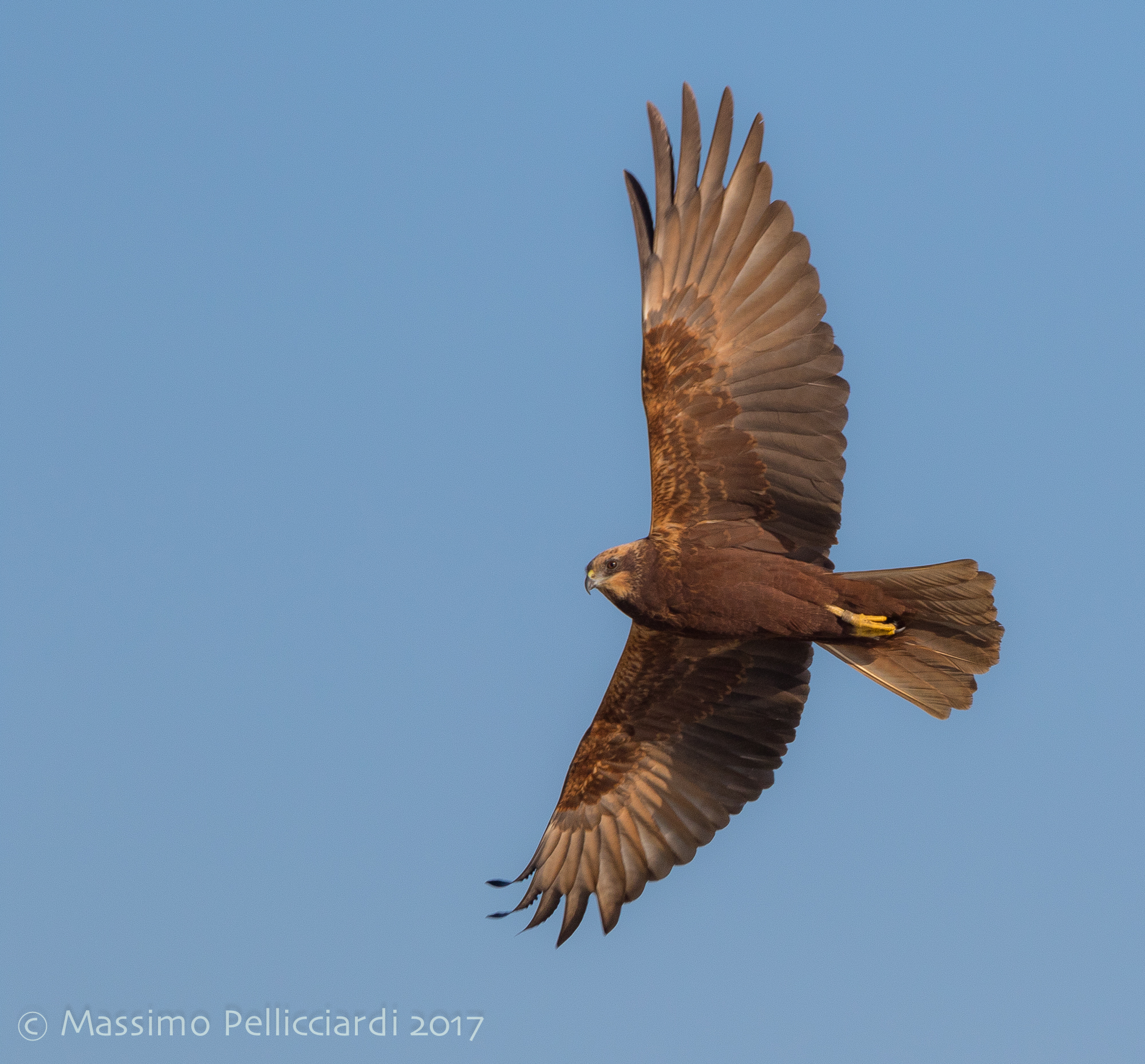 Tutta la bellezza del falco di palude