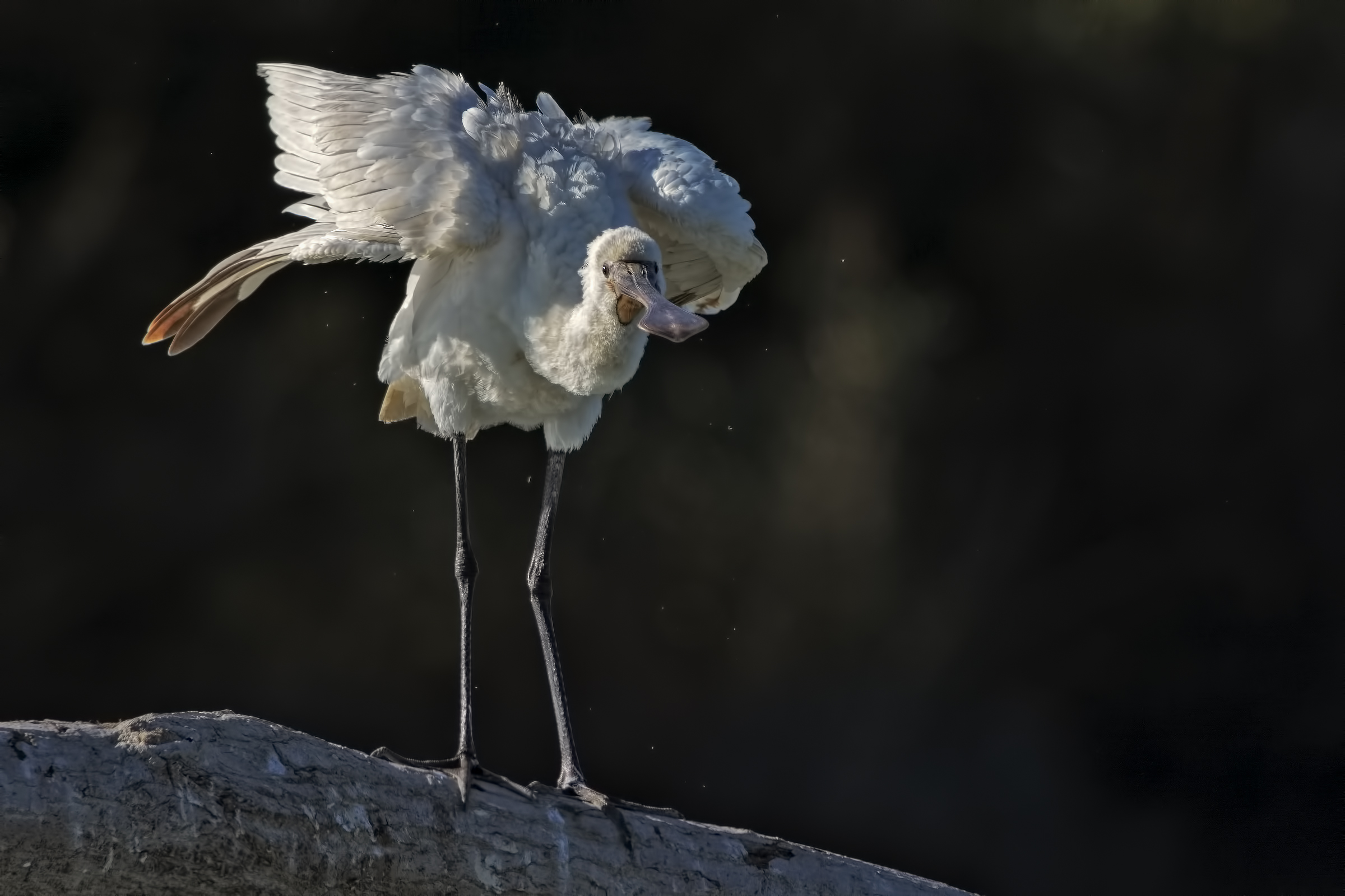 Spoonbill (Platalea leucorodia)