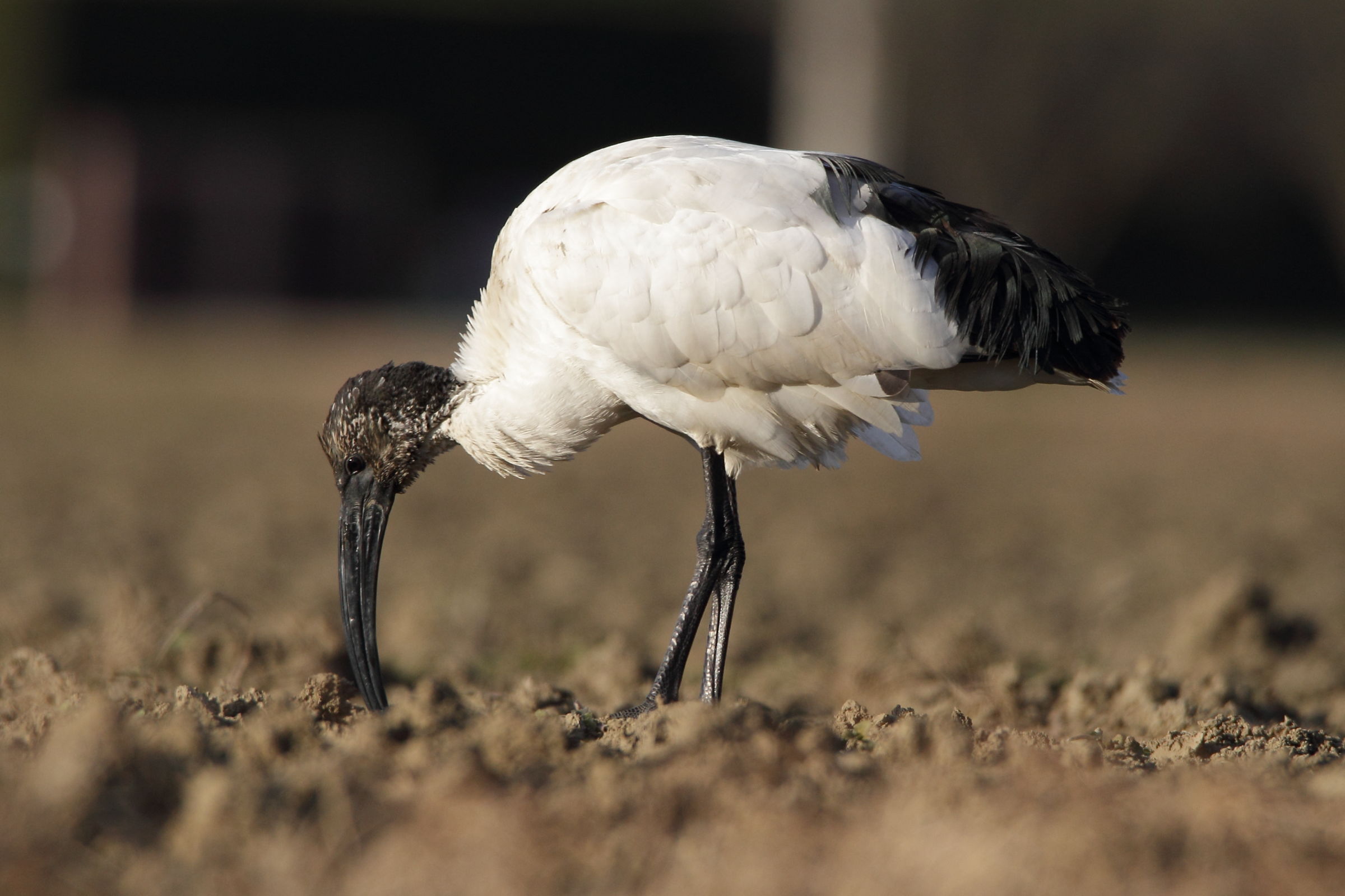 Sacred Ibis: with its beak in the ground