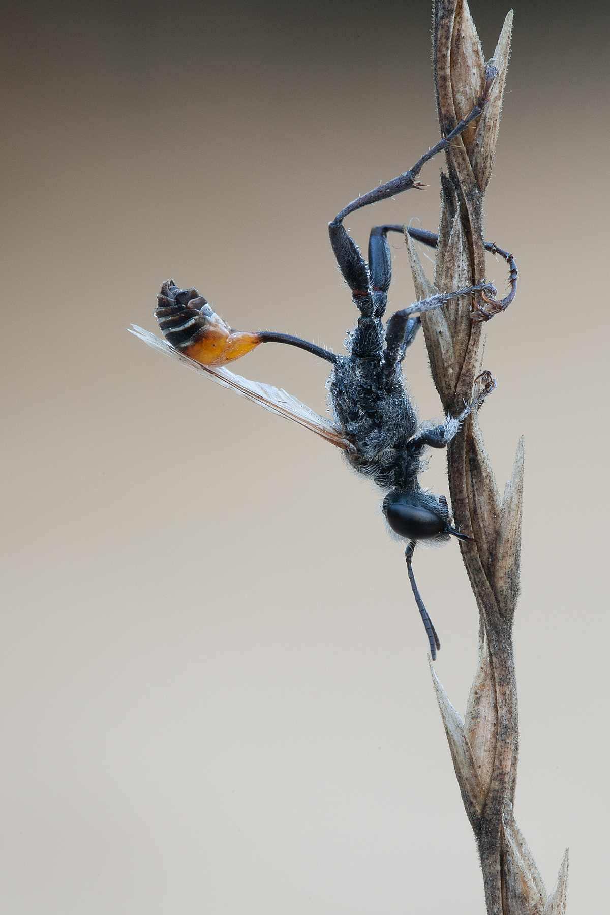 not all from a waist so