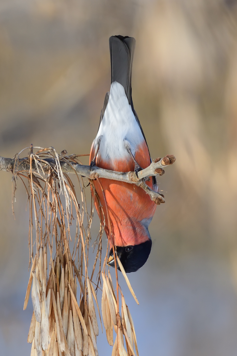 Eurasian Bullfinch