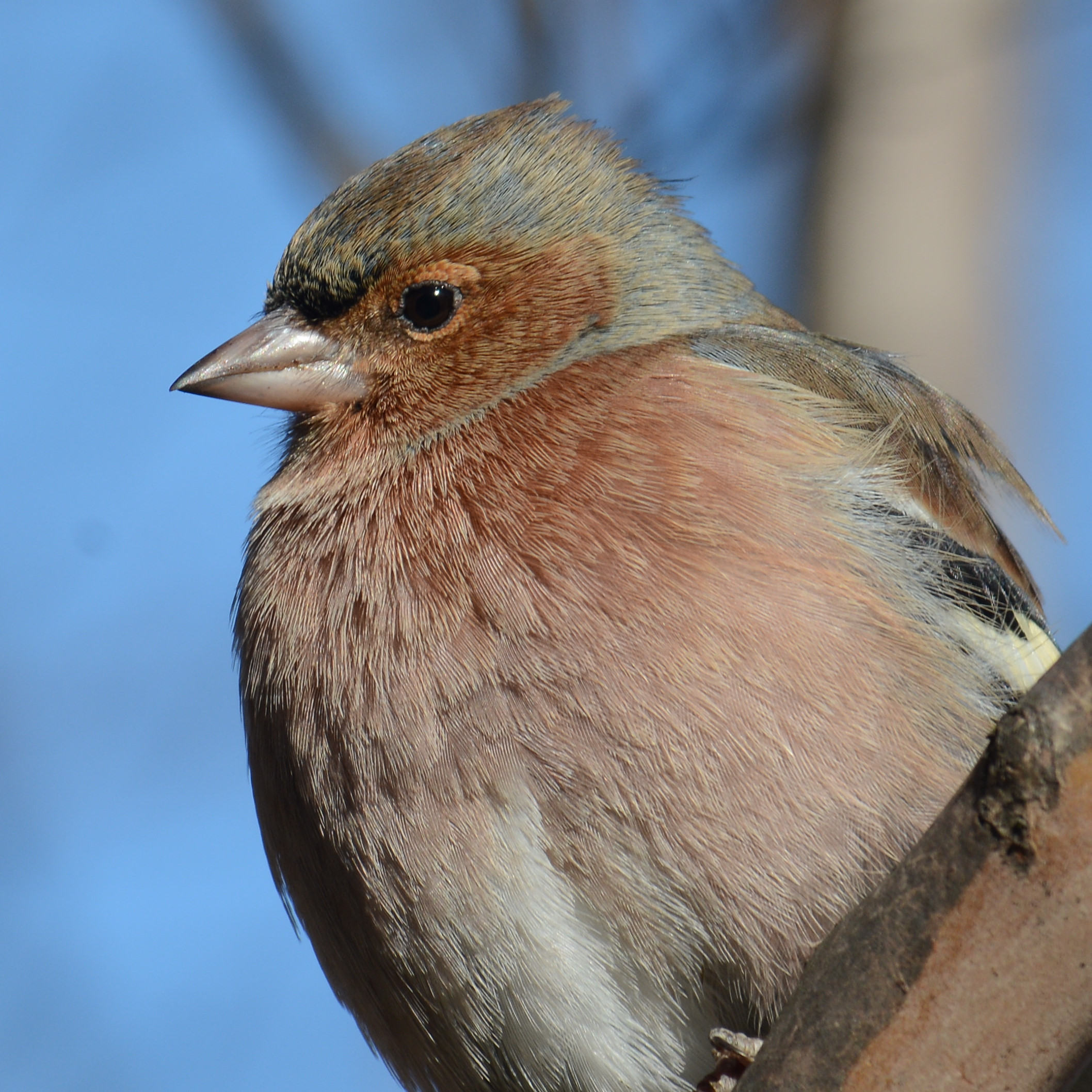 Chaffinch in the foreground