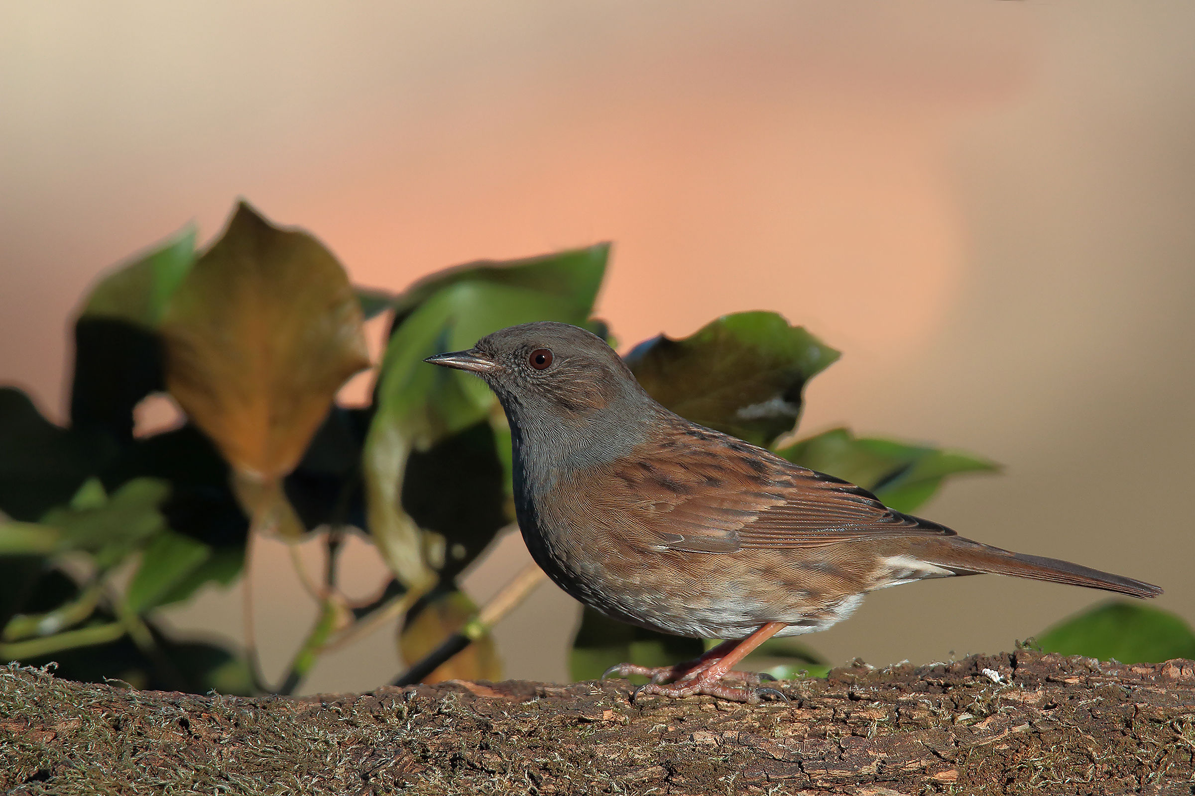 dunnock