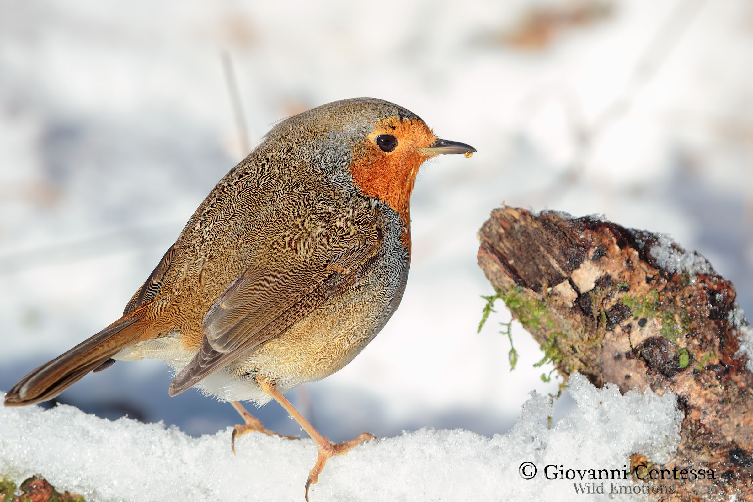 robin in the snow