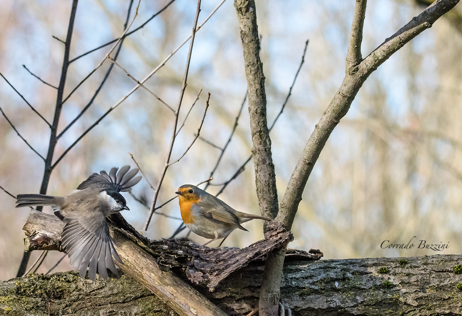 Cinciabigia and Robin