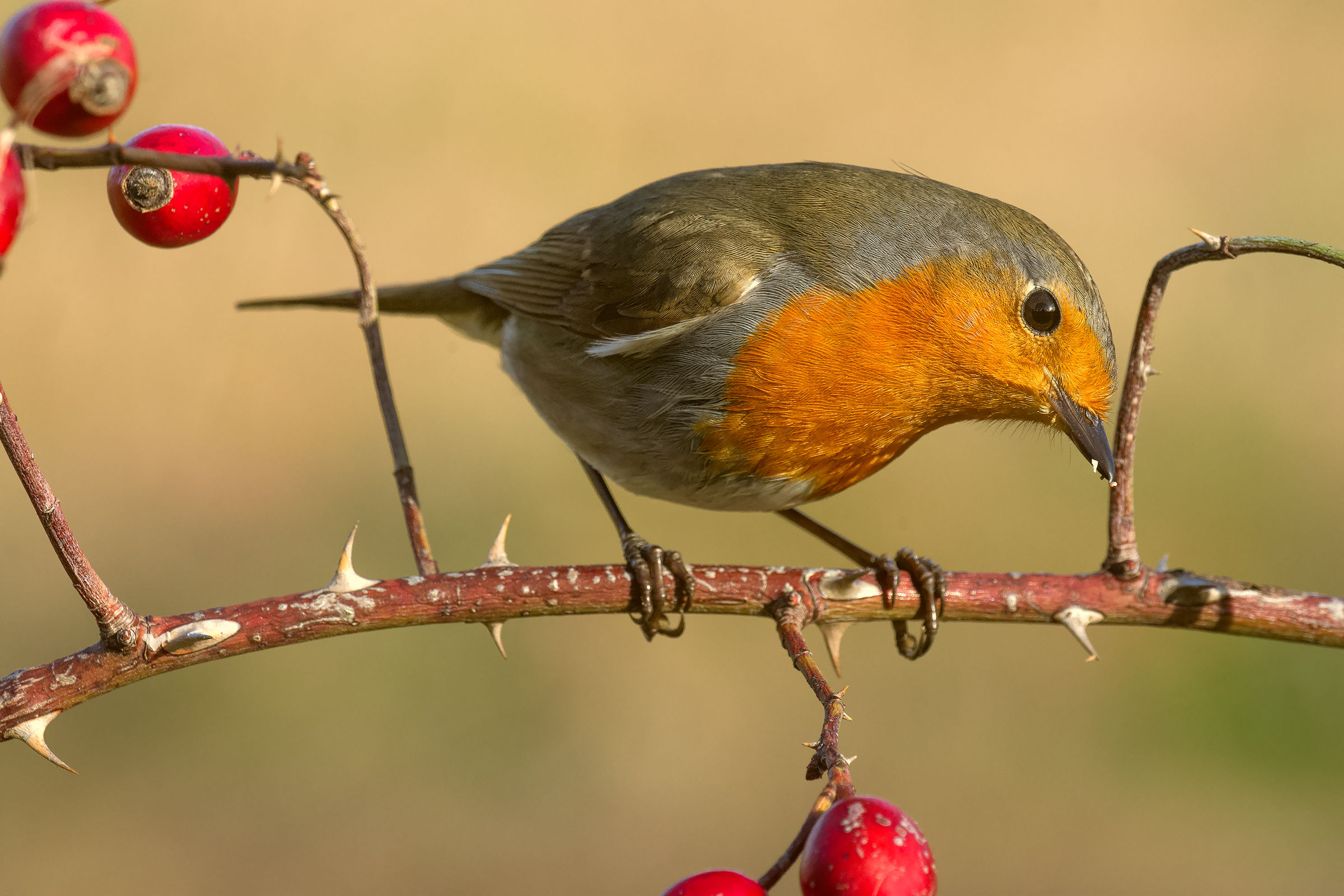 Robin che fa ''cu cu''