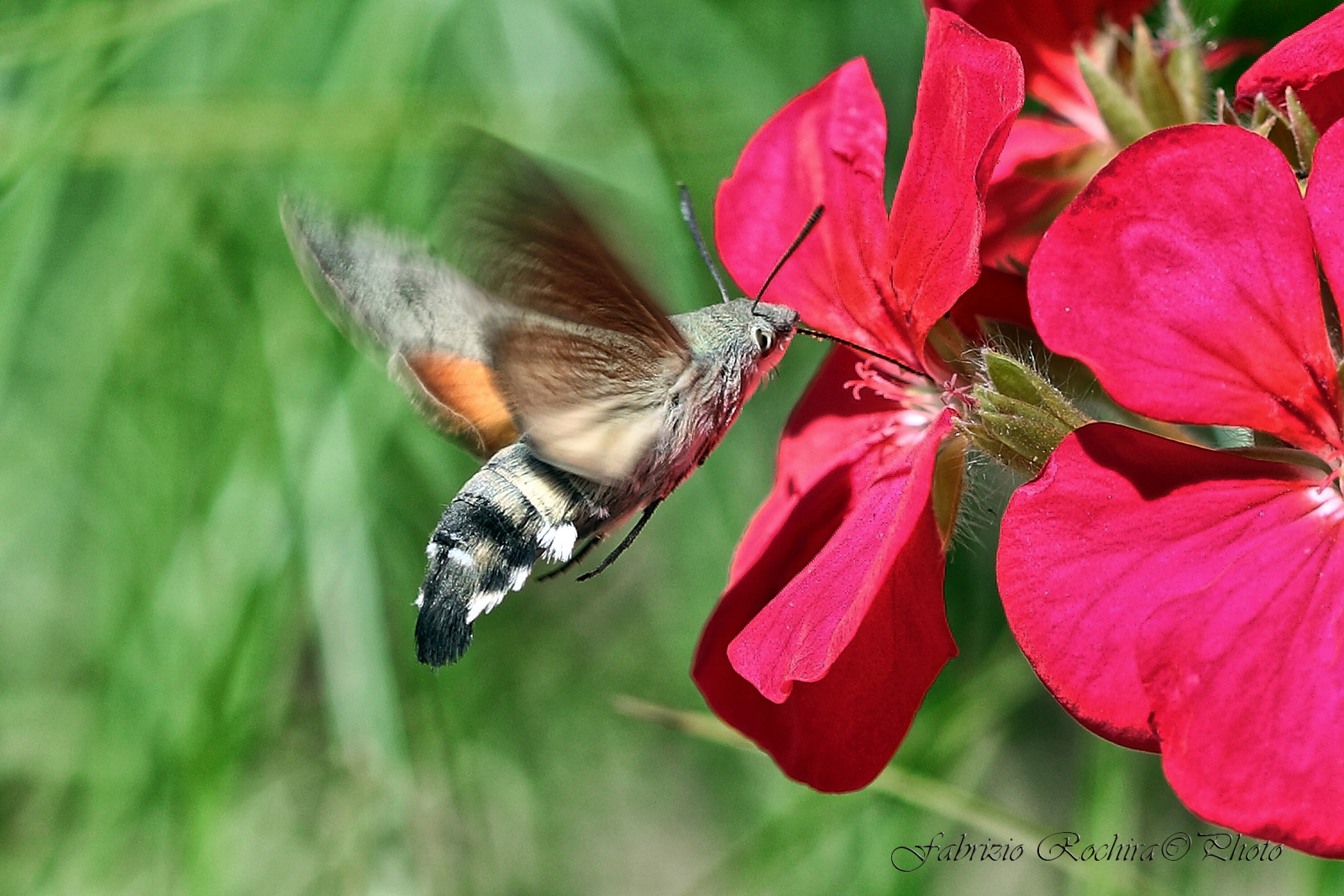 Macroglossum stellatarum