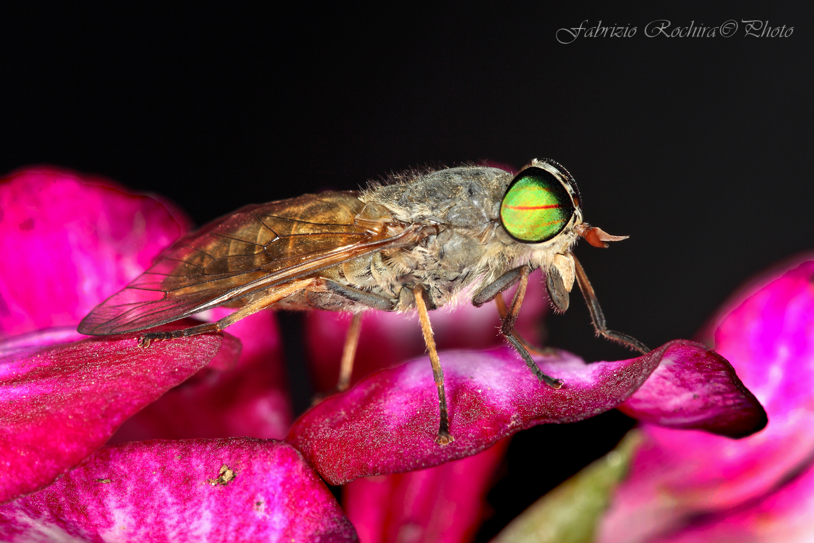 Mosca dagli occhi verdi