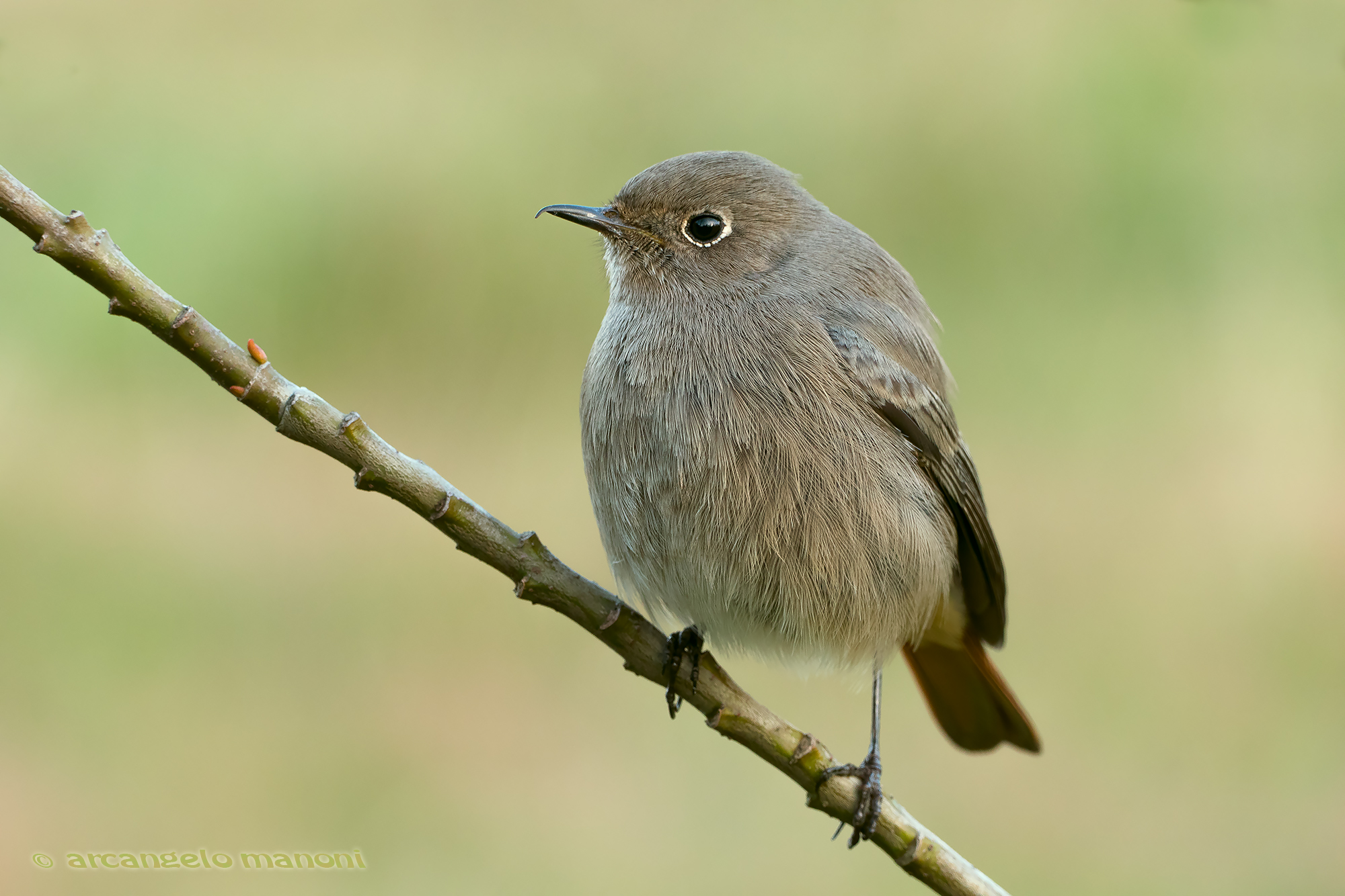 Codirosso spazzacamino dal becco aquilino