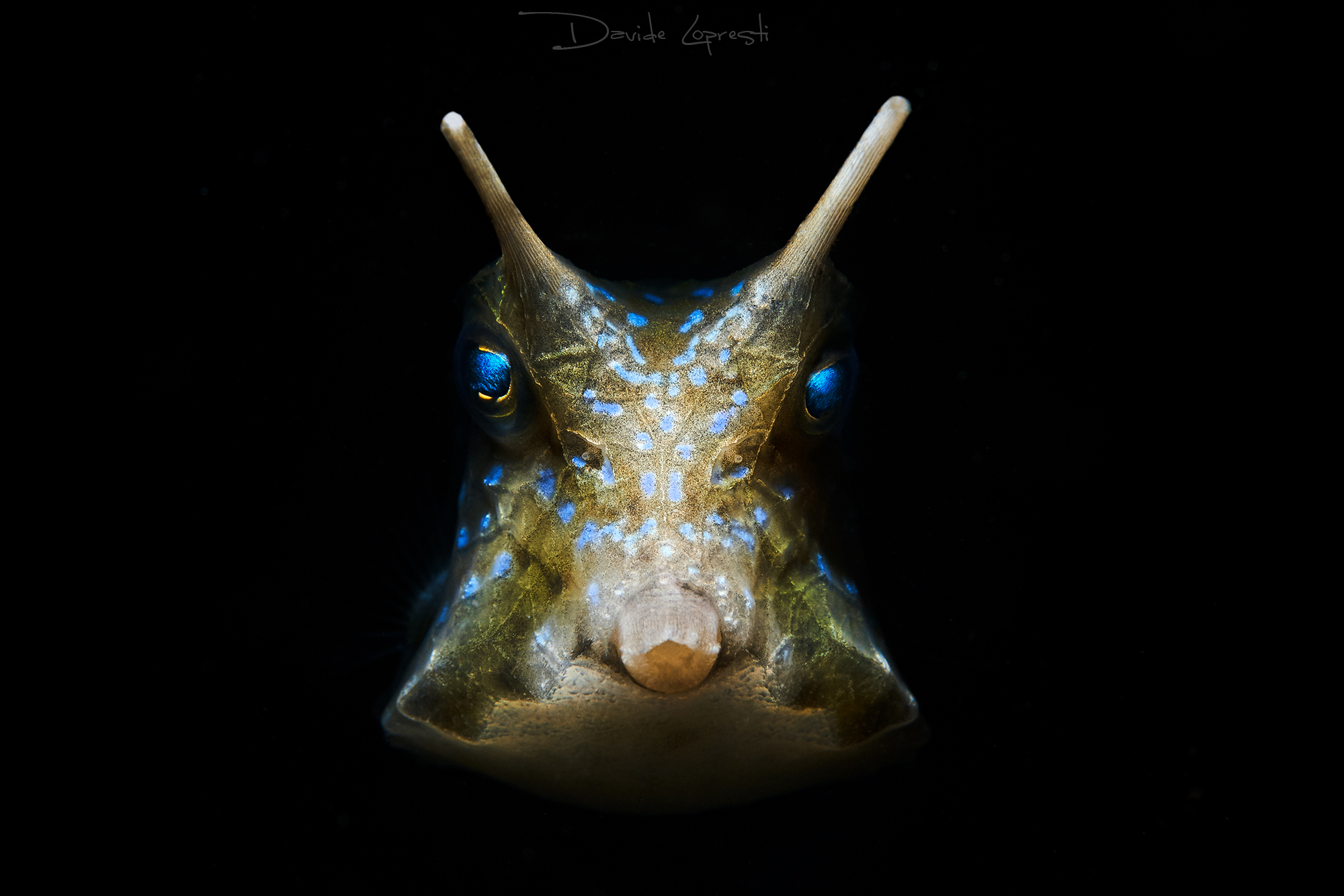 boxfish portrait