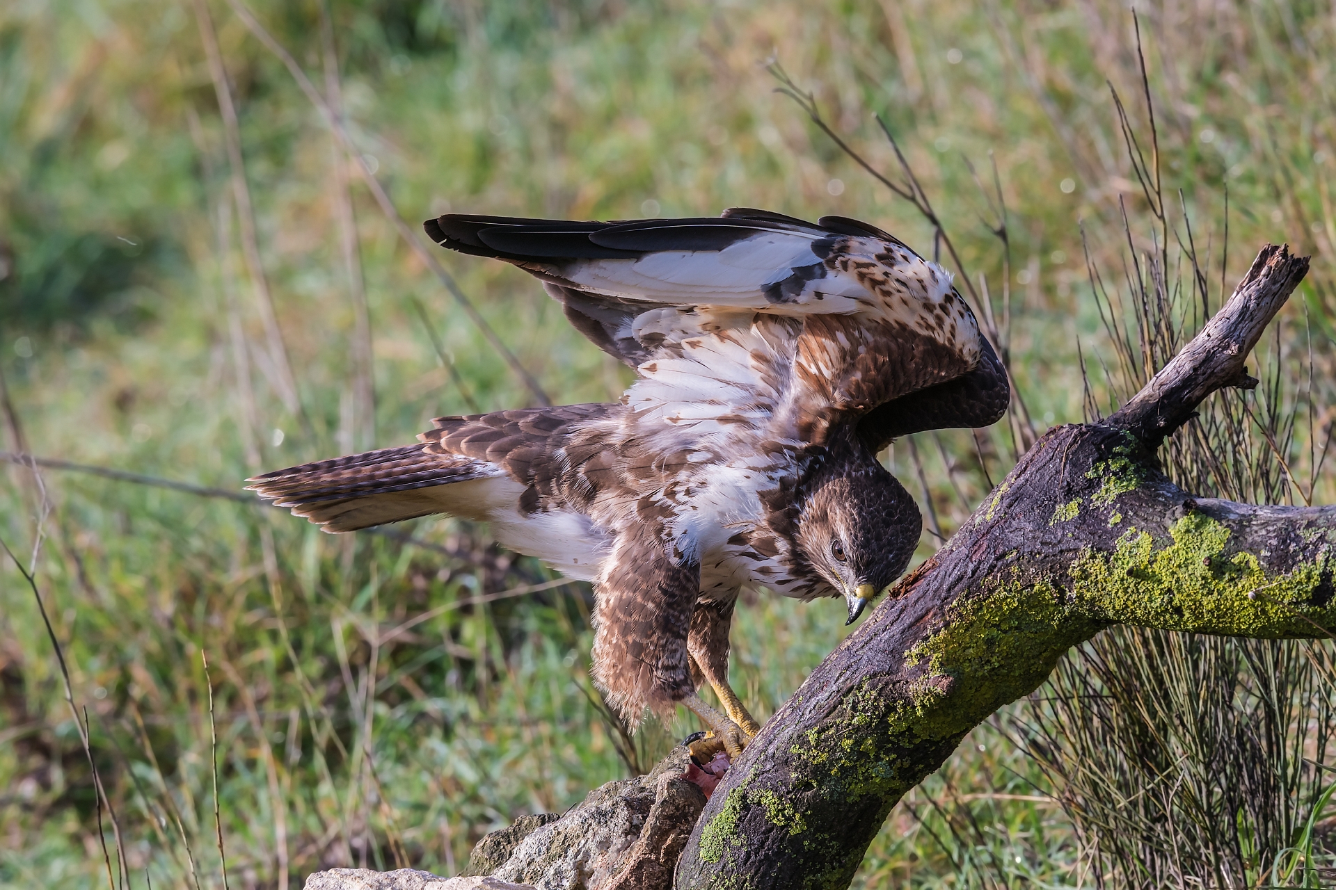 Common buzzard