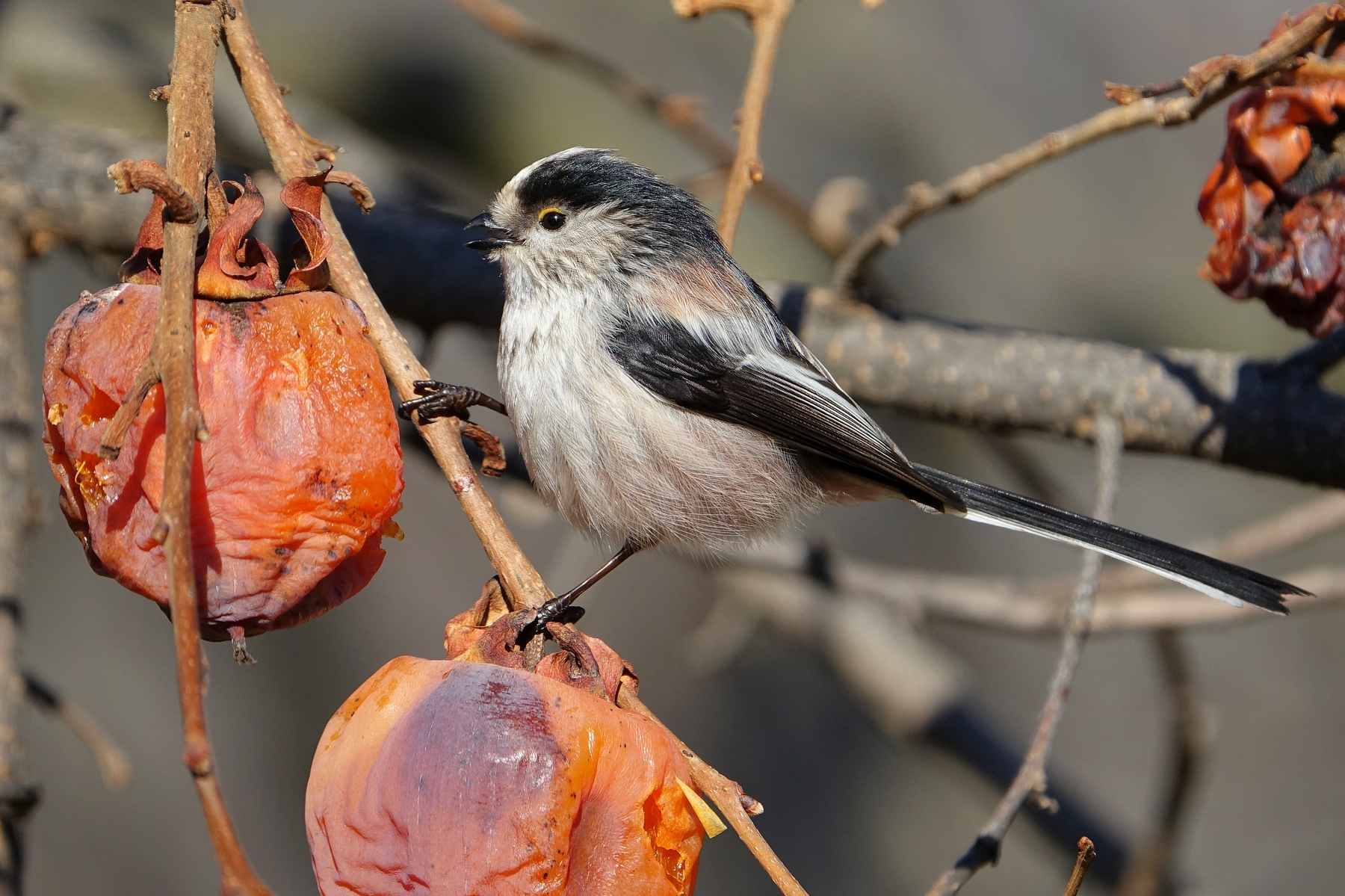 Long-tailed Tit