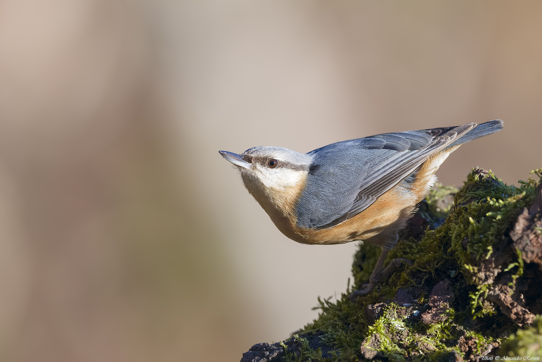 Nuthatch (Sitta europaea)