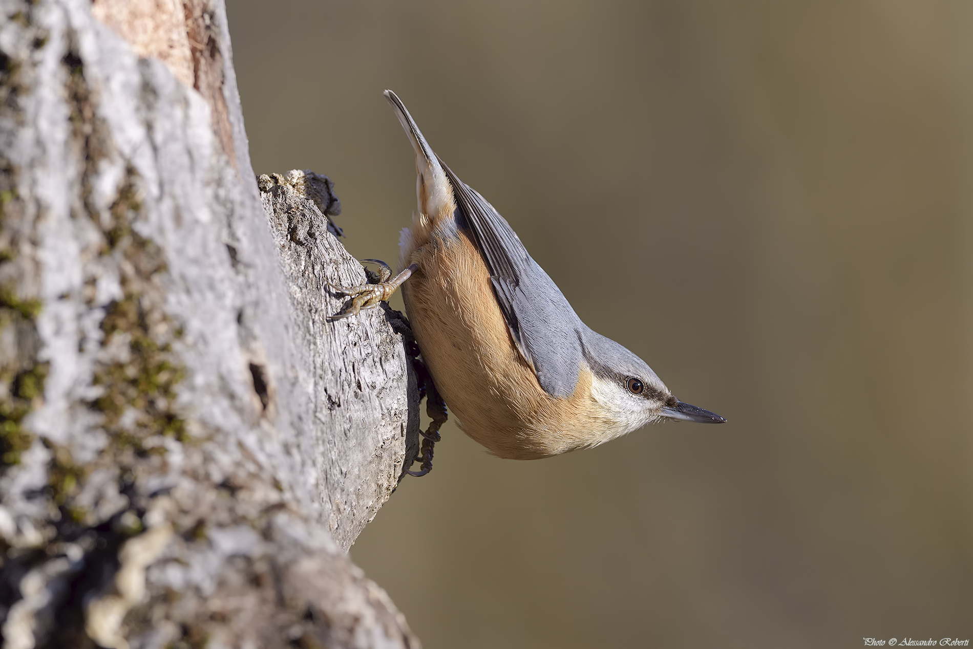 Nuthatch (Sitta europaea)