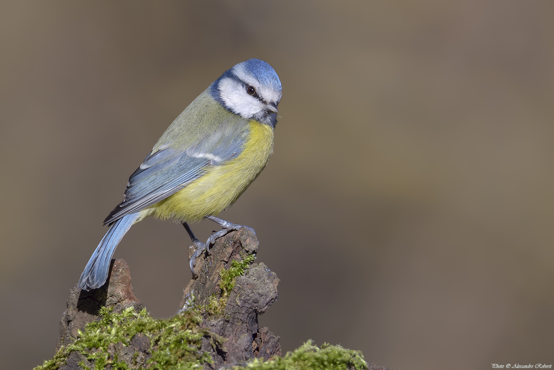 Blue Tit (Cyanistes caeruleus)