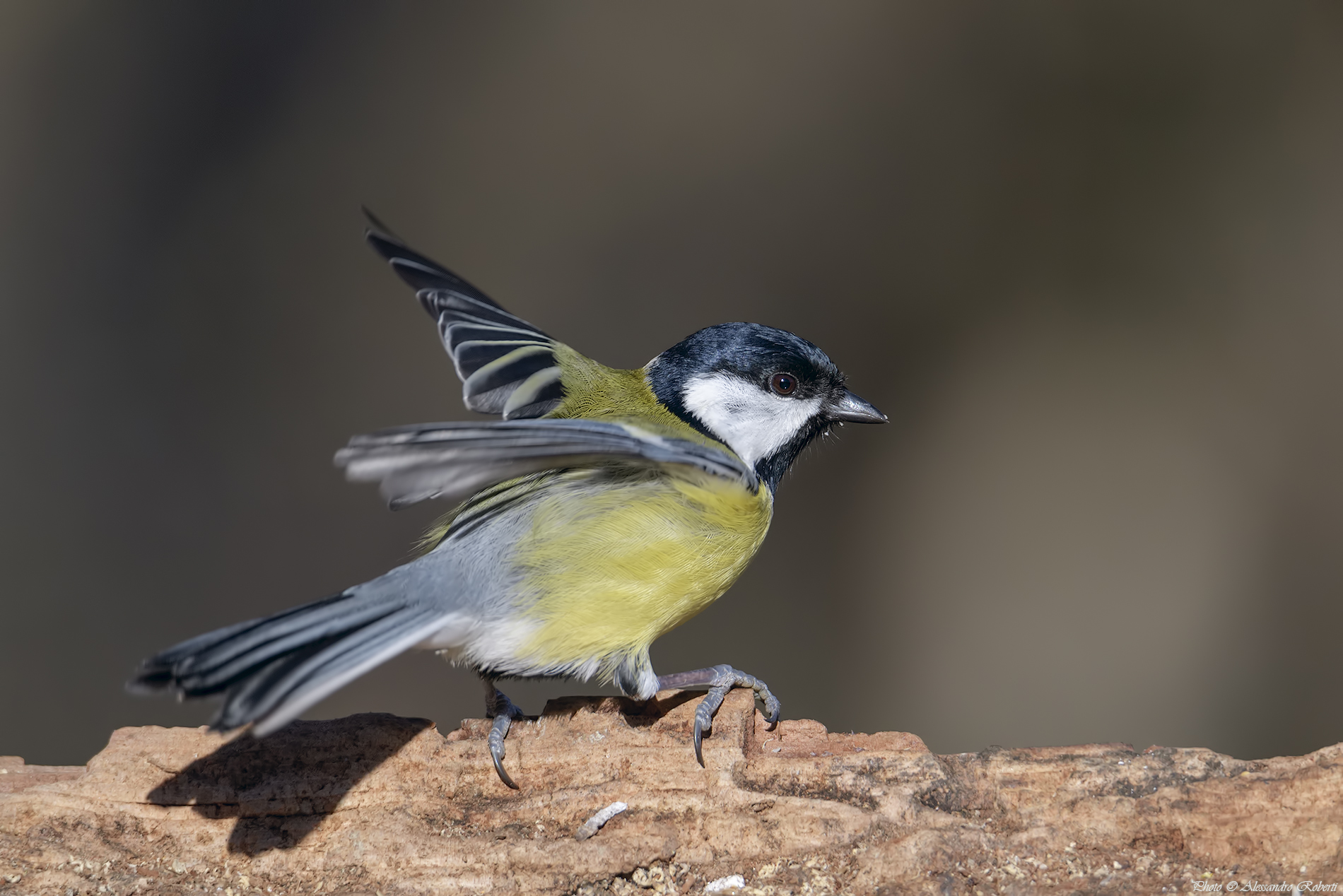 Great Tit (Parus major)