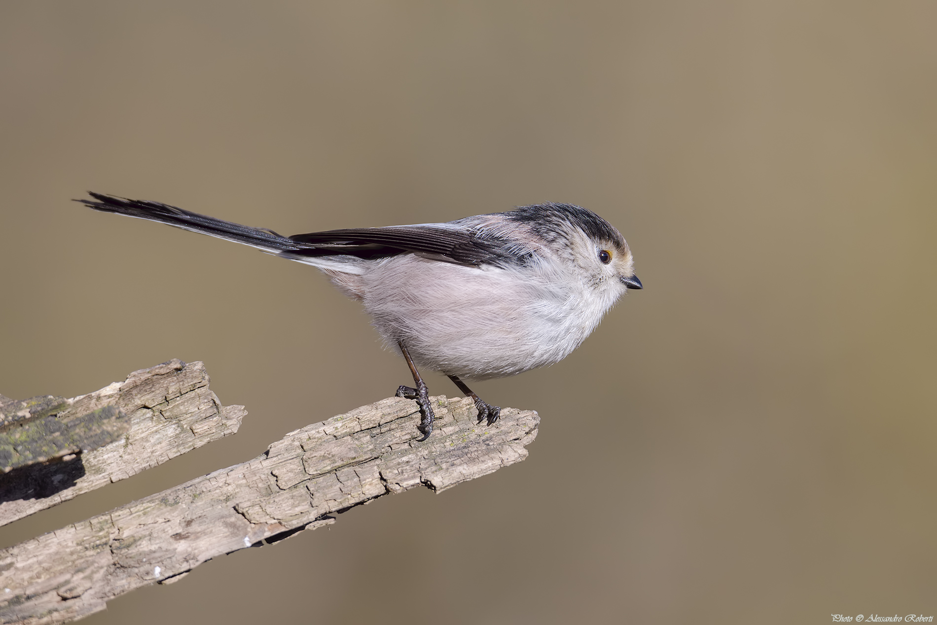 Long-tailed Tit (Aegithalos caudatus)