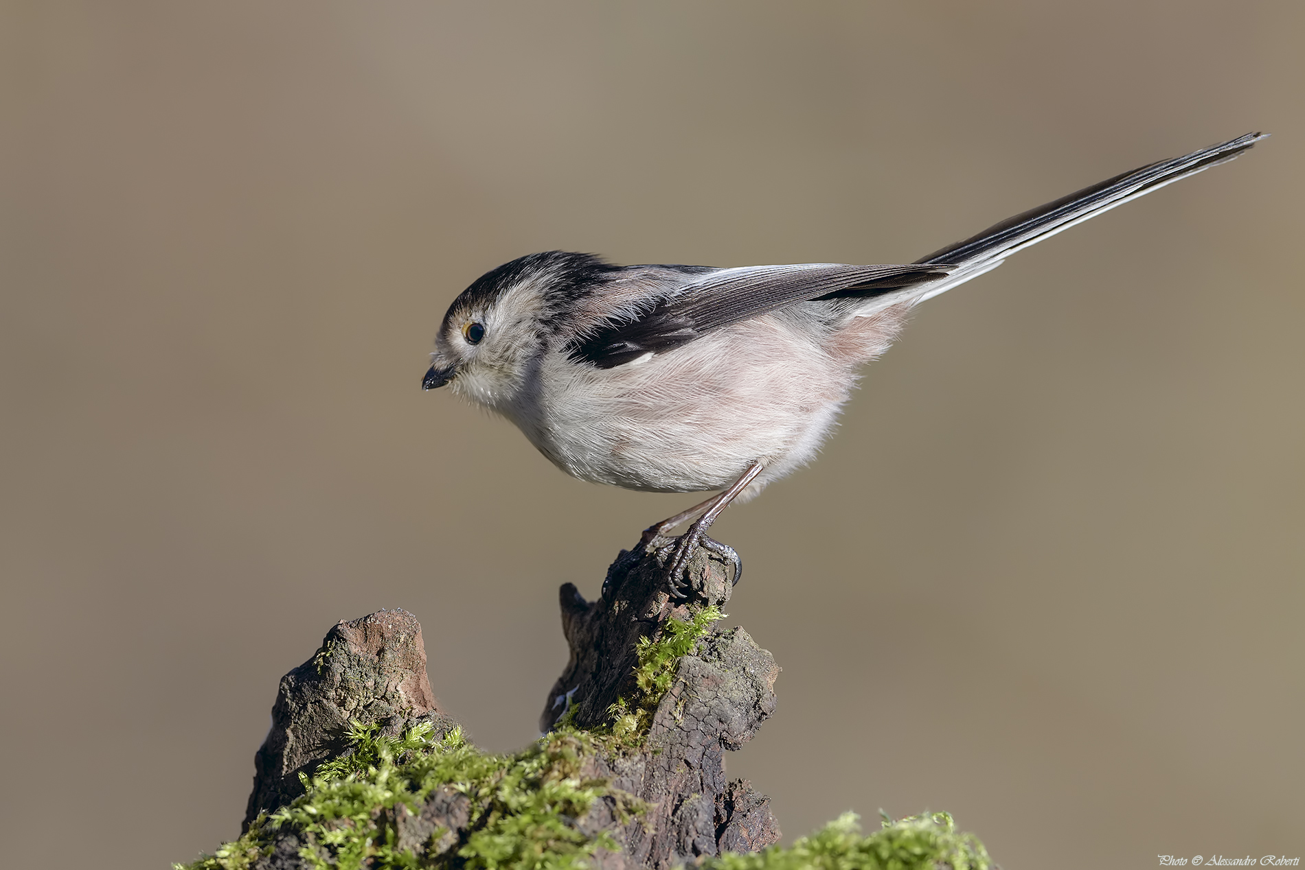 Long-tailed Tit (Aegithalos caudatus)