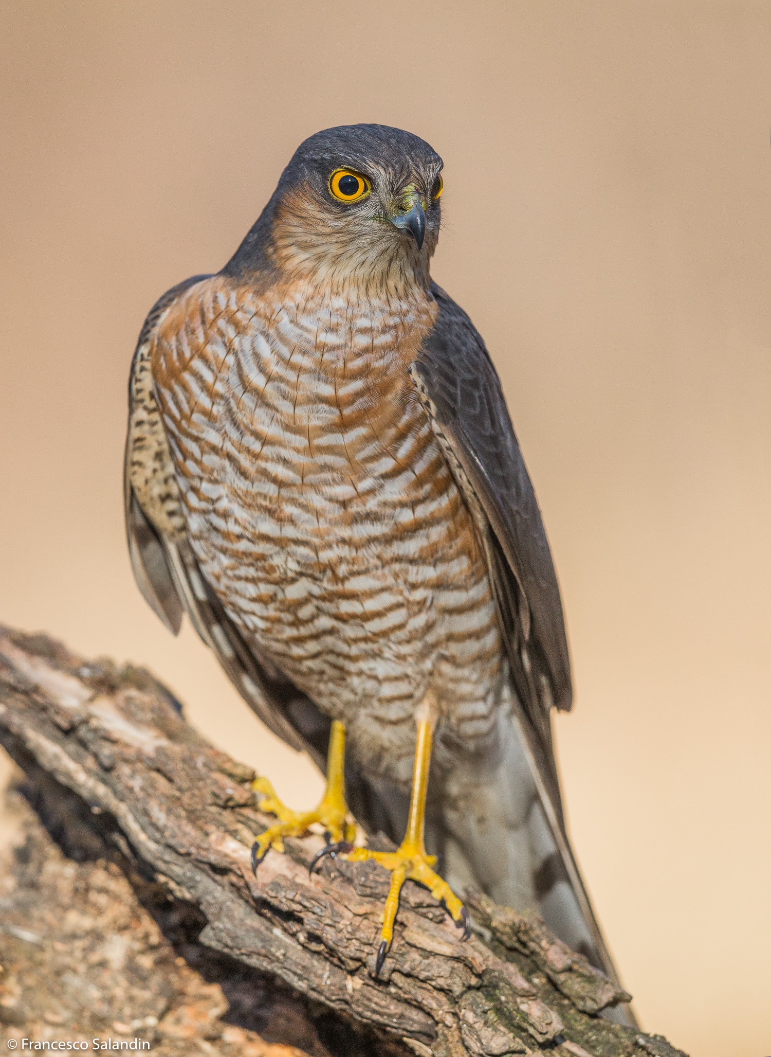 sparrowhawk