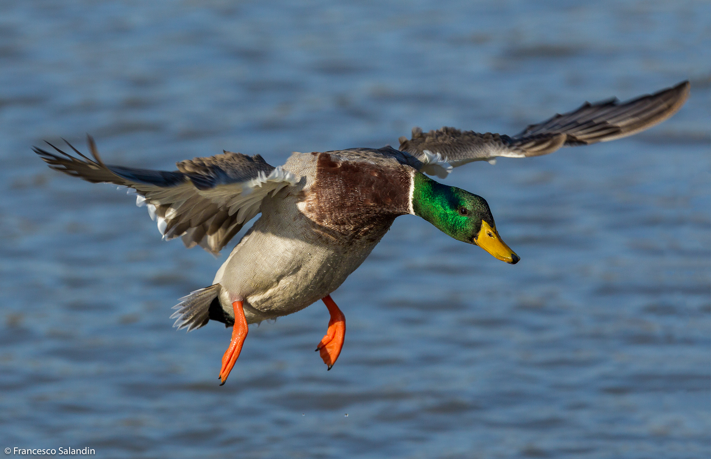 Mallard