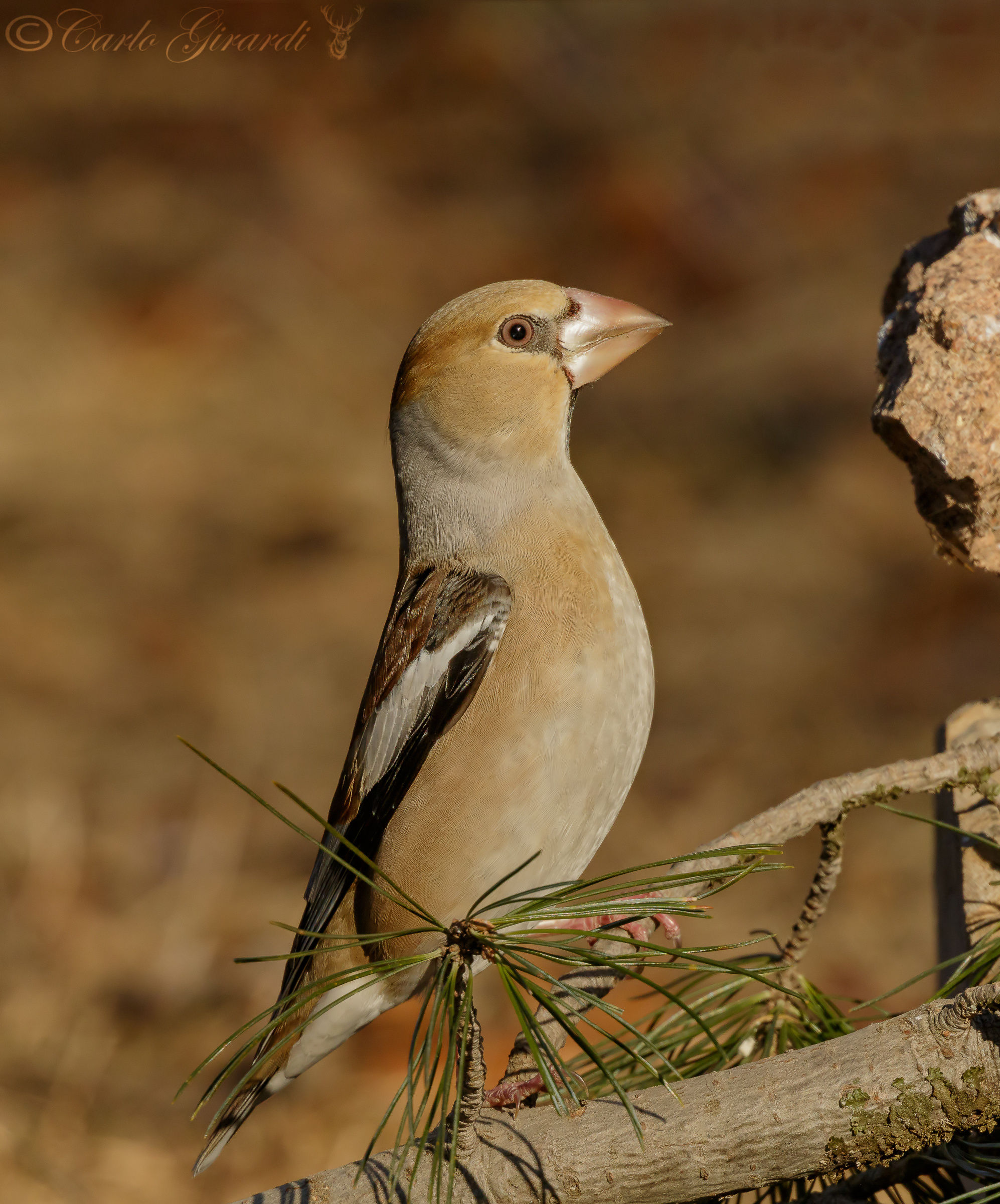 -14° mi riscaldo un po. Frosone
