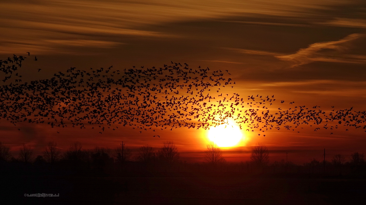 01/01/2017, the sunrise with geese.