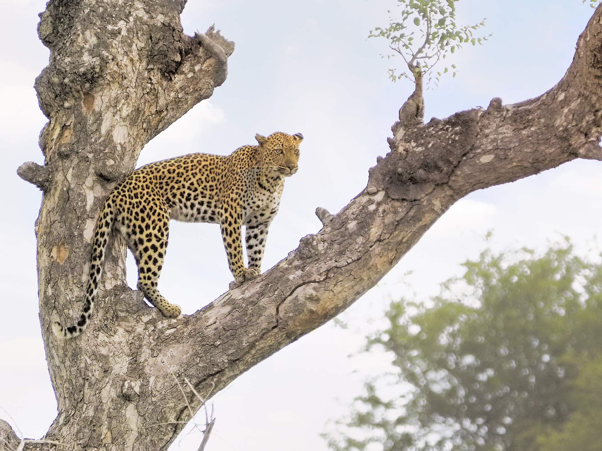 Leopard on tree