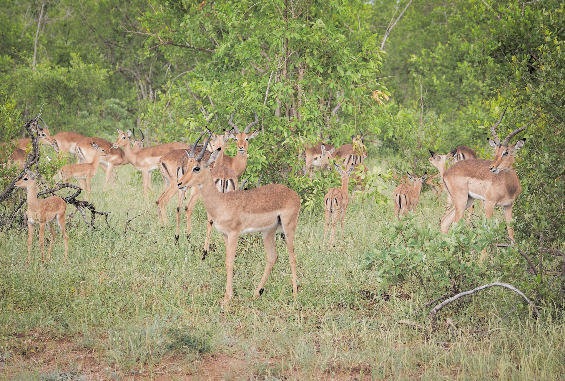 Impala grazing
