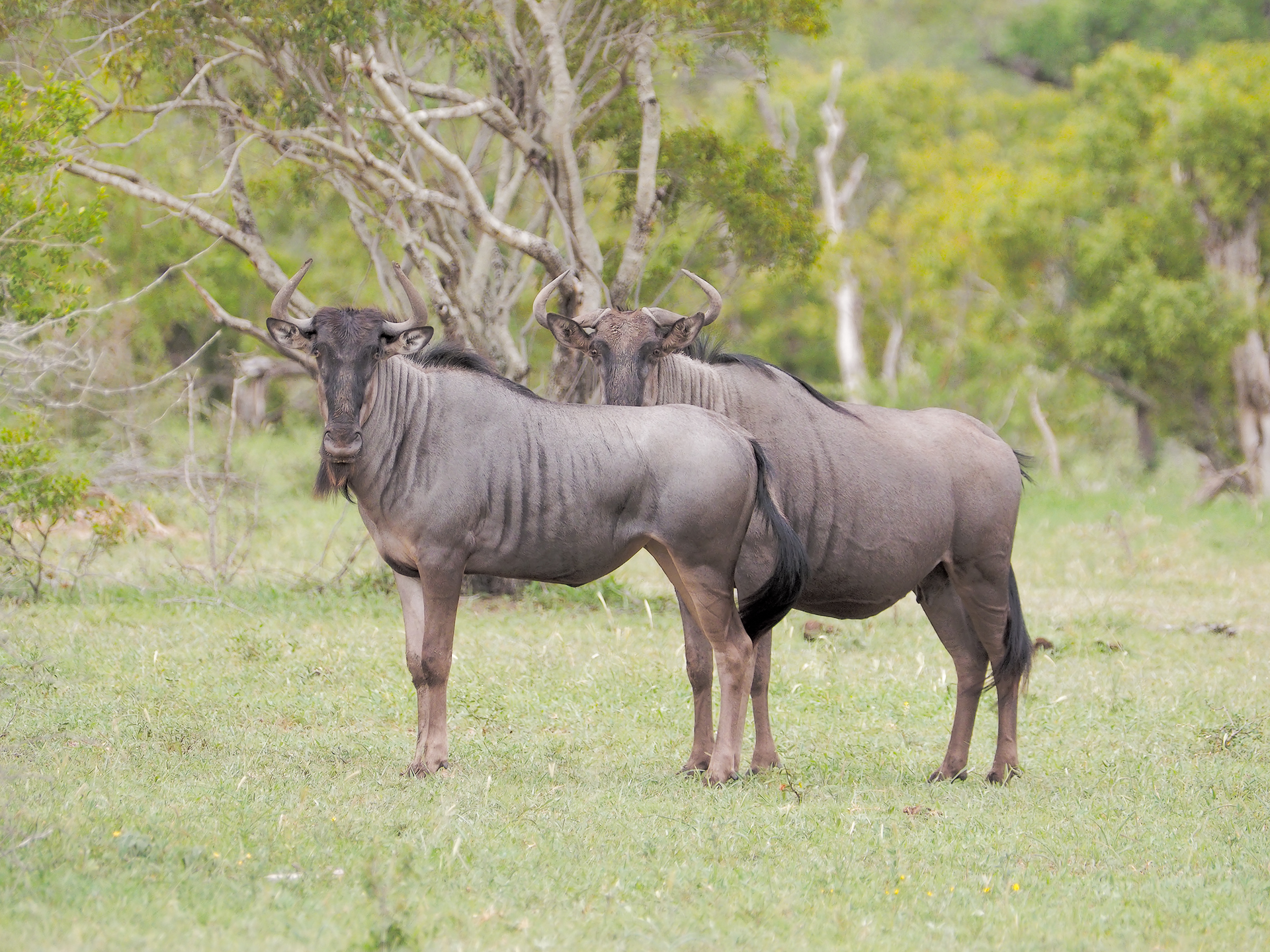 Wildebeest