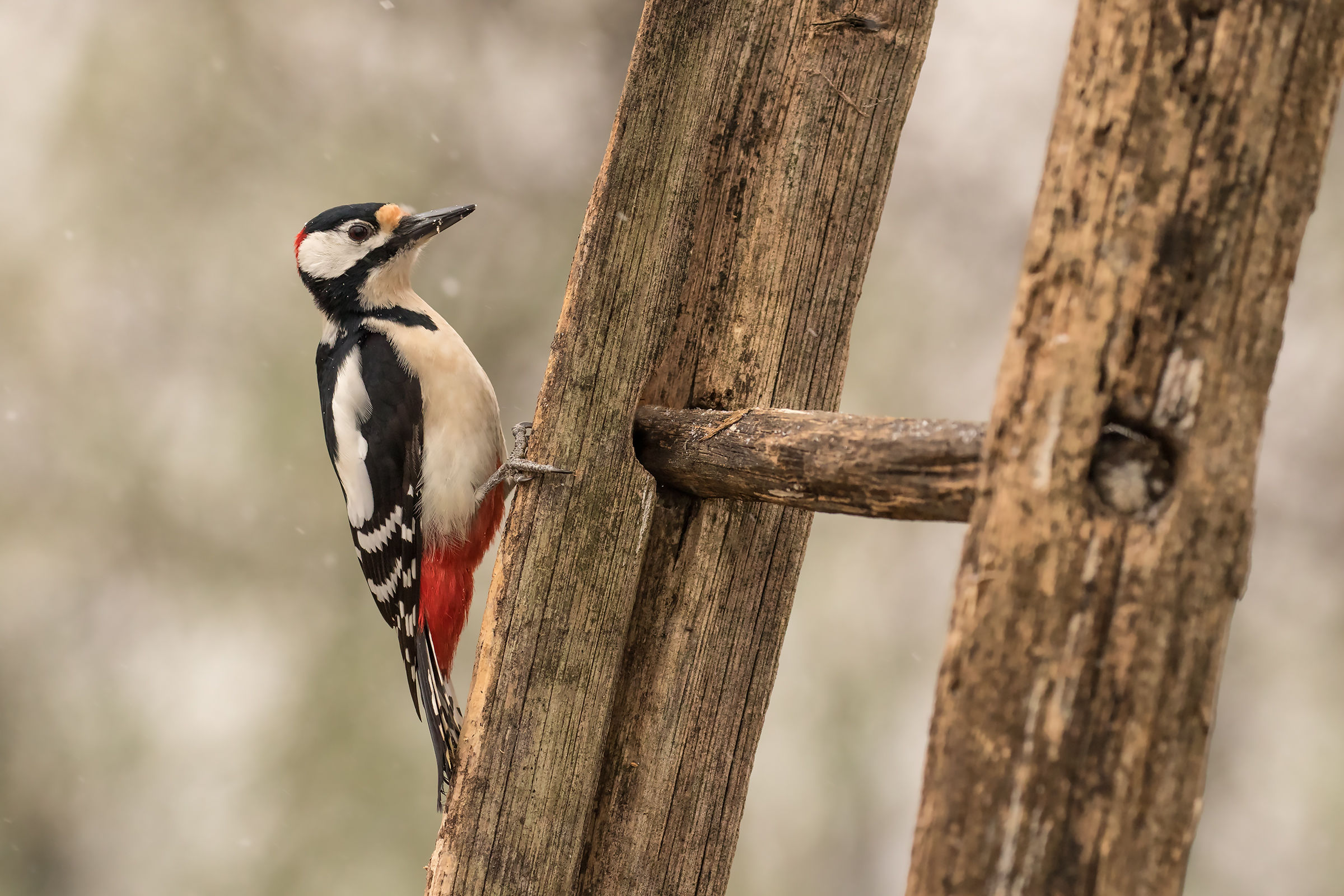 The old scale of the woodpecker