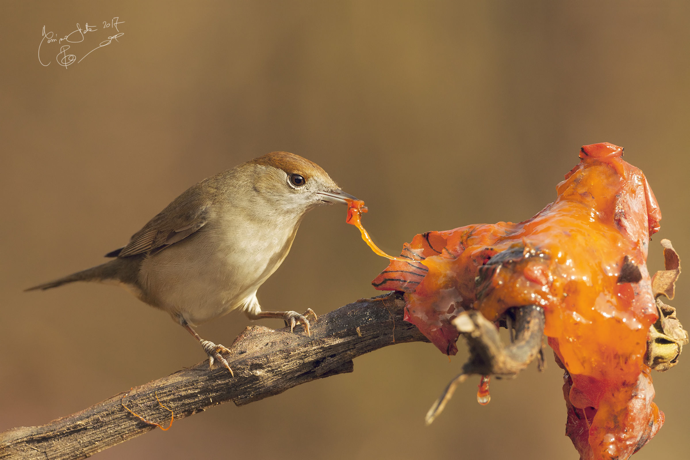 Blackcap eating persimmons