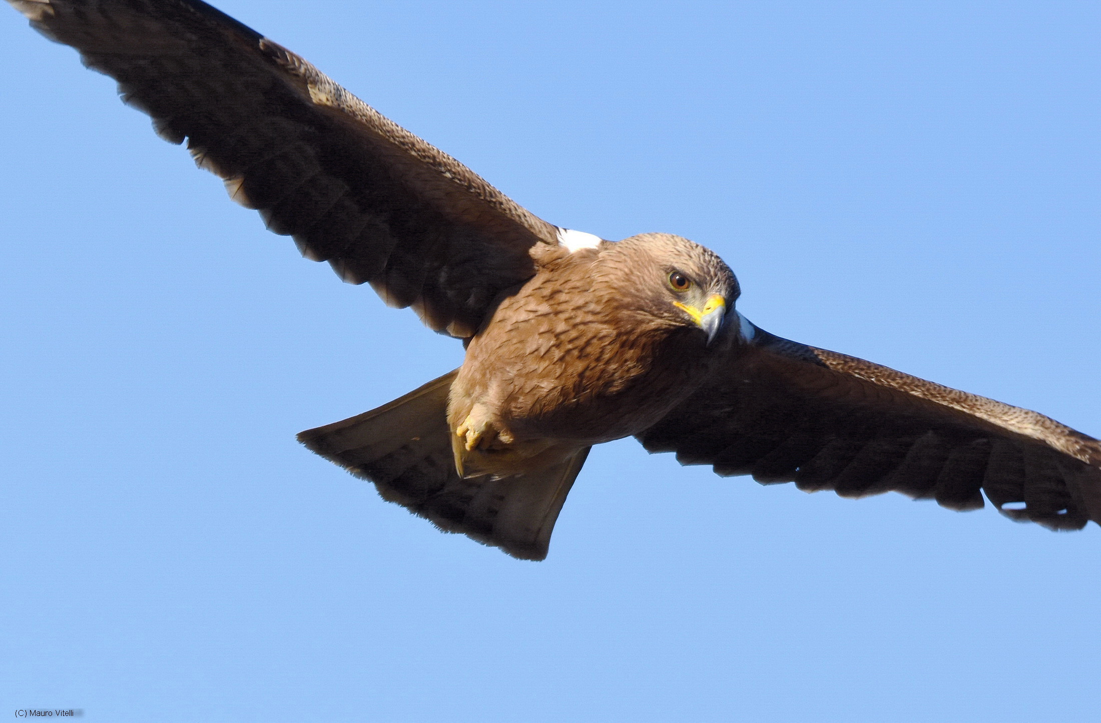 Aquila minore: spazio insufficiente per prenderla tutta