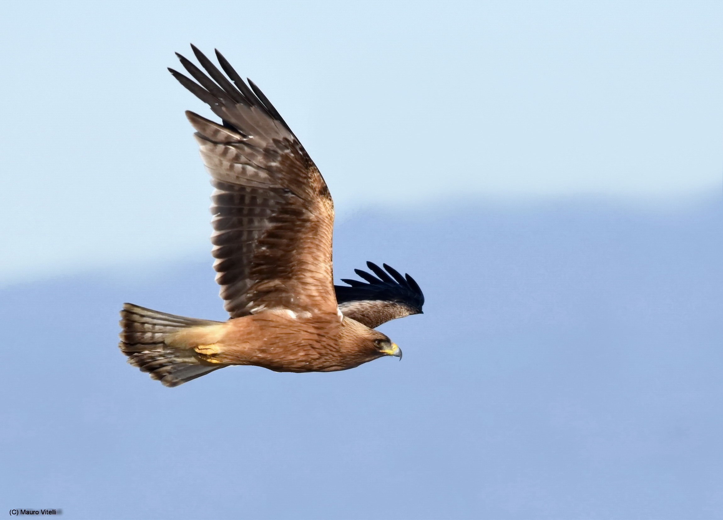 Aquila Minore