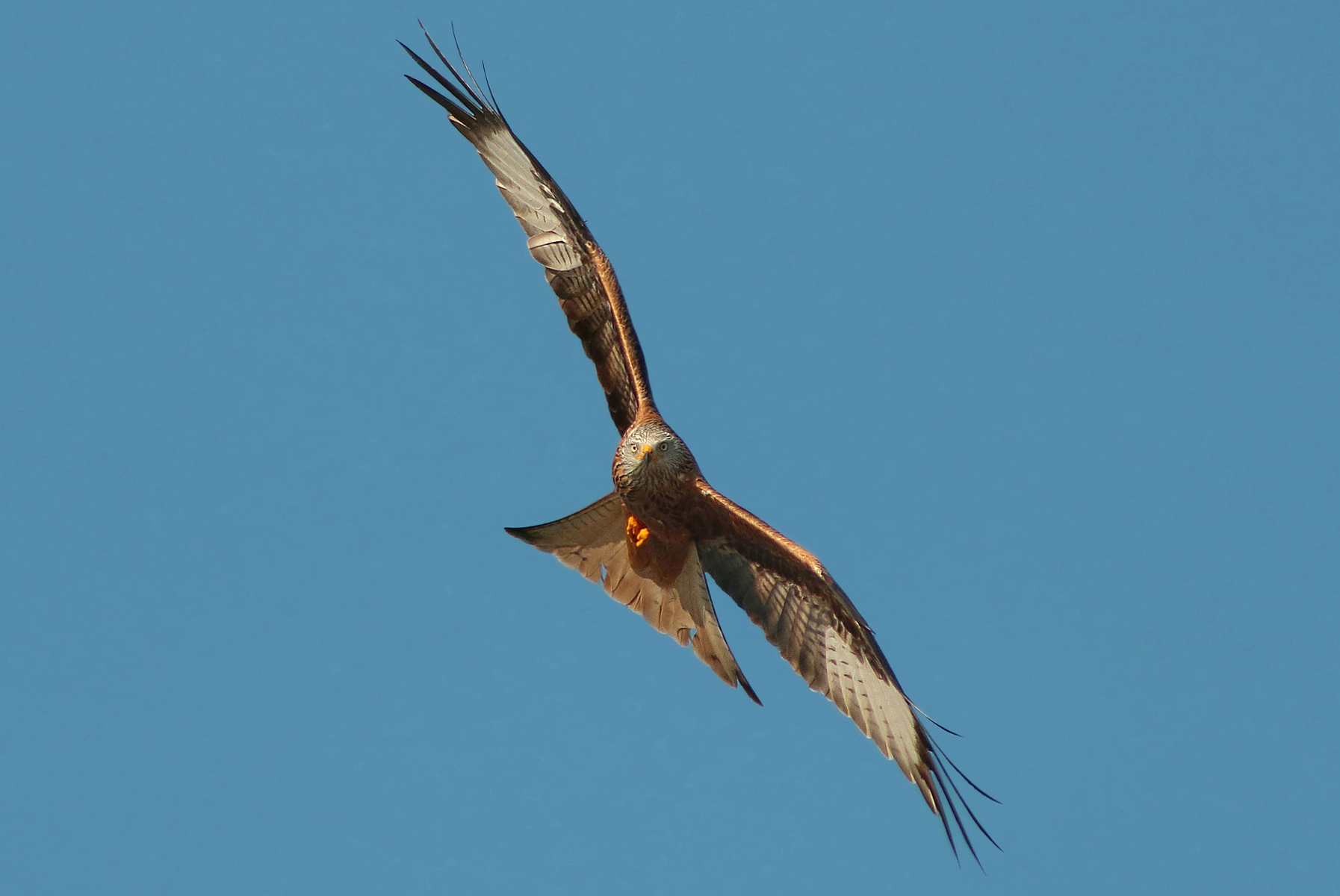 Front with Red Kite