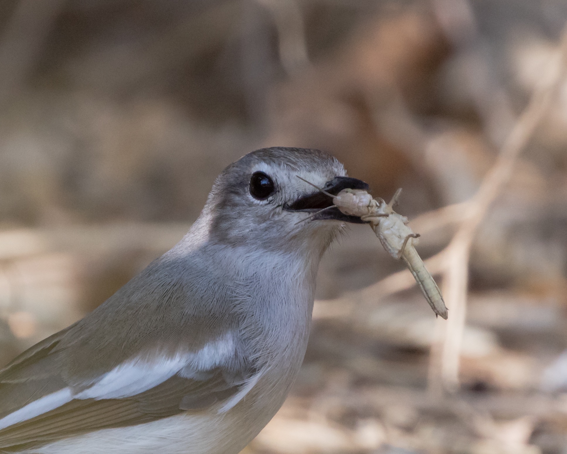 Merlo Madagascar Magpie